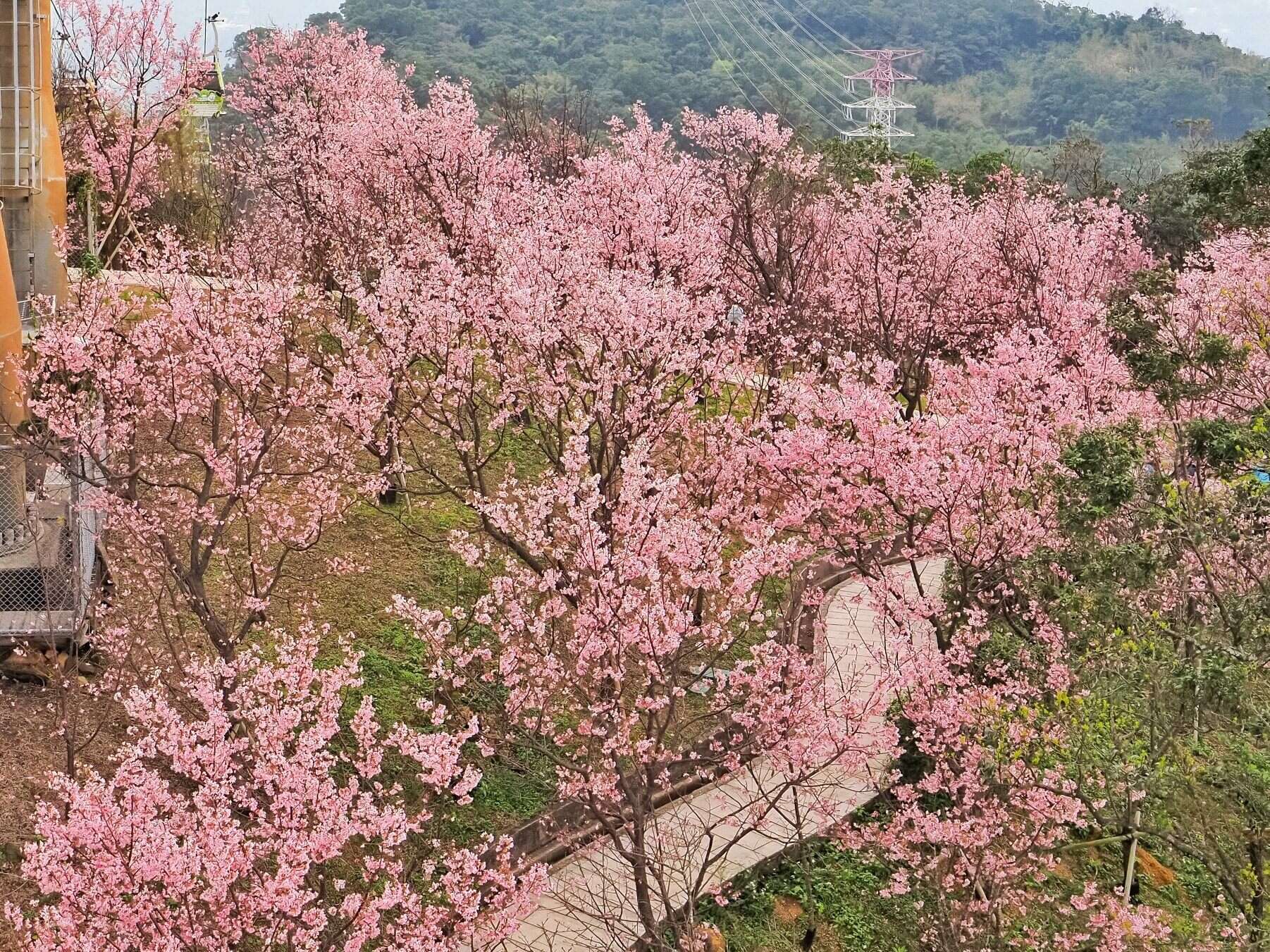ルピナスの花が見頃を終え、指南風景区では桜が次々と開花