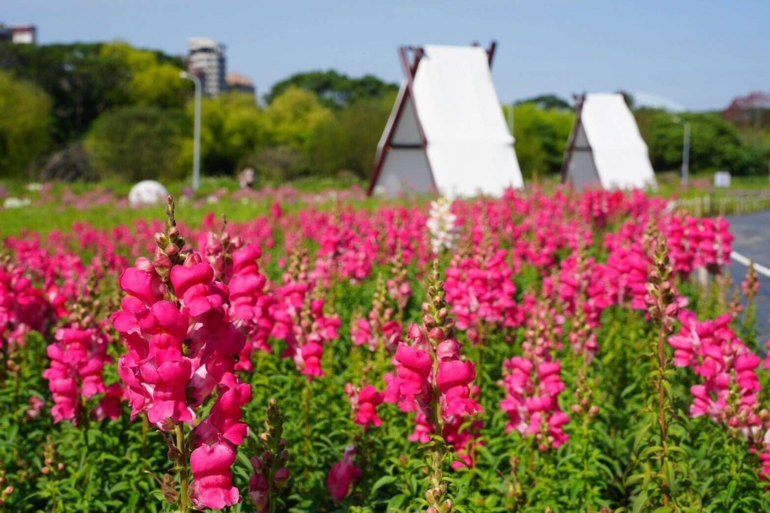 240,000 Flowers Bloom into a Stunning Sea of Flowers at Guting Riverside Park, Taipei’s Own “Provence.”