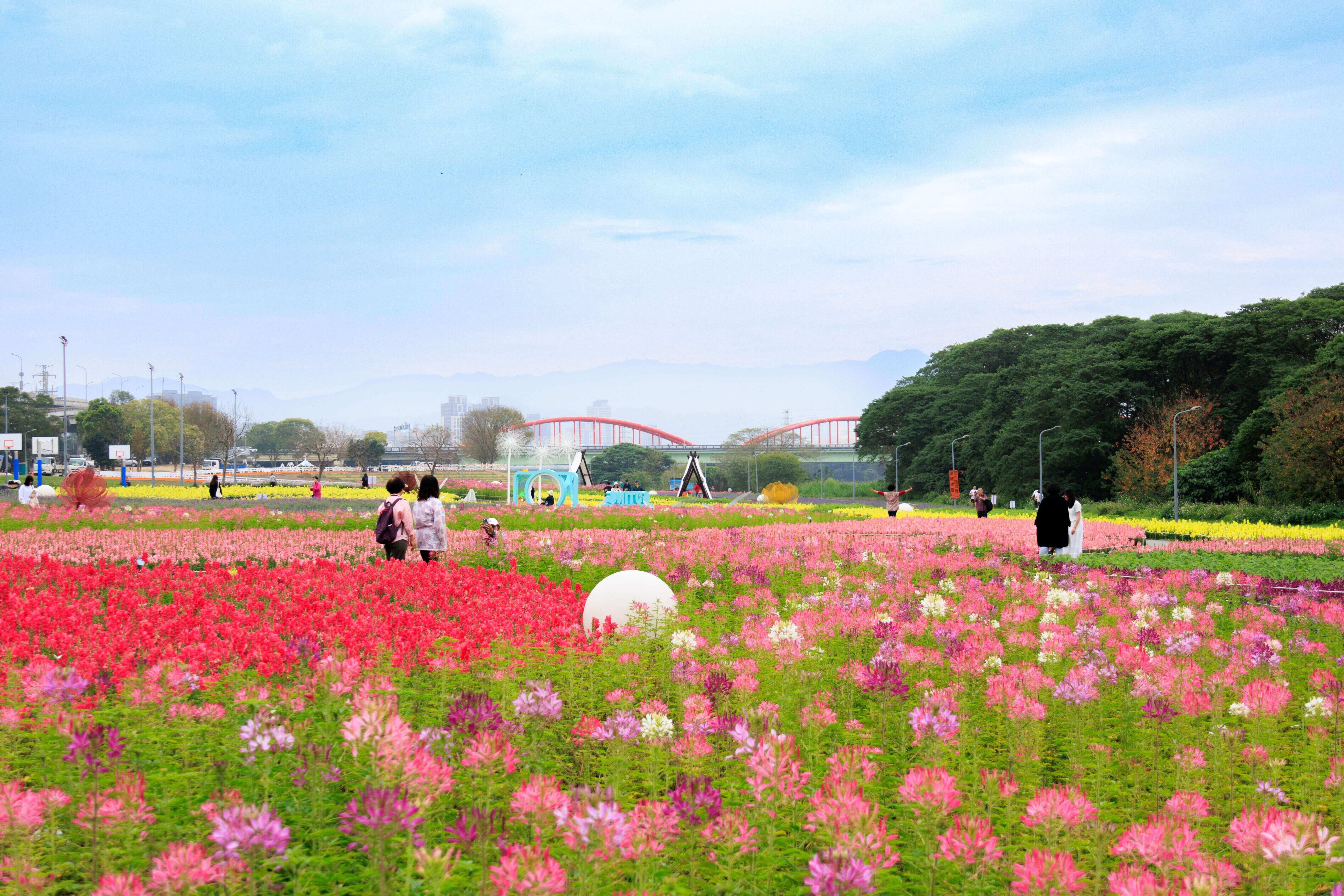 240,000 Flowers Bloom into a Stunning Sea of Flowers at Guting Riverside Park, Taipei’s Own “Provence.”