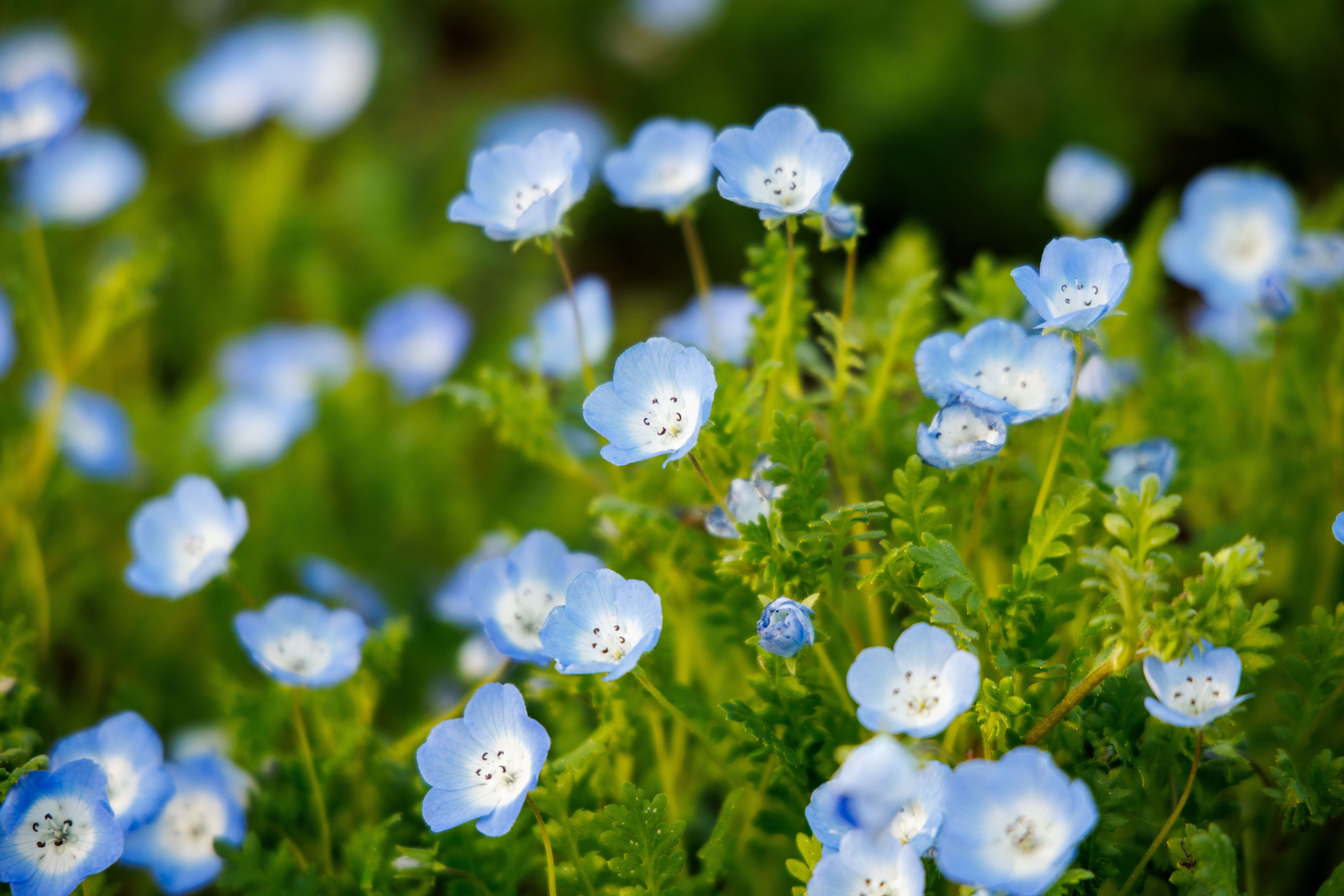 240,000 Flowers Bloom into a Stunning Sea of Flowers at Guting Riverside Park, Taipei’s Own “Provence.”