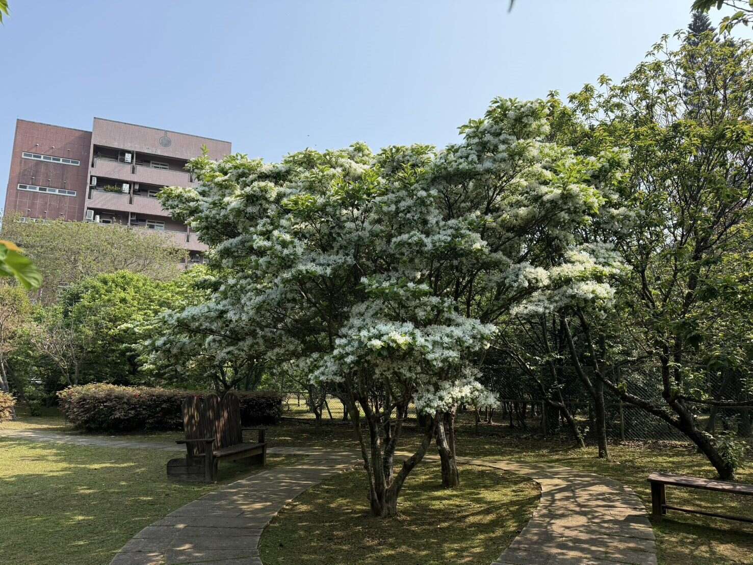 潔白如雪的流蘇花輕盈綻放,細緻花絲隨風搖曳如霧如煙,為空間增添一抹清新（圖片來源：臺北市政府工務局公園路燈工程管理處）