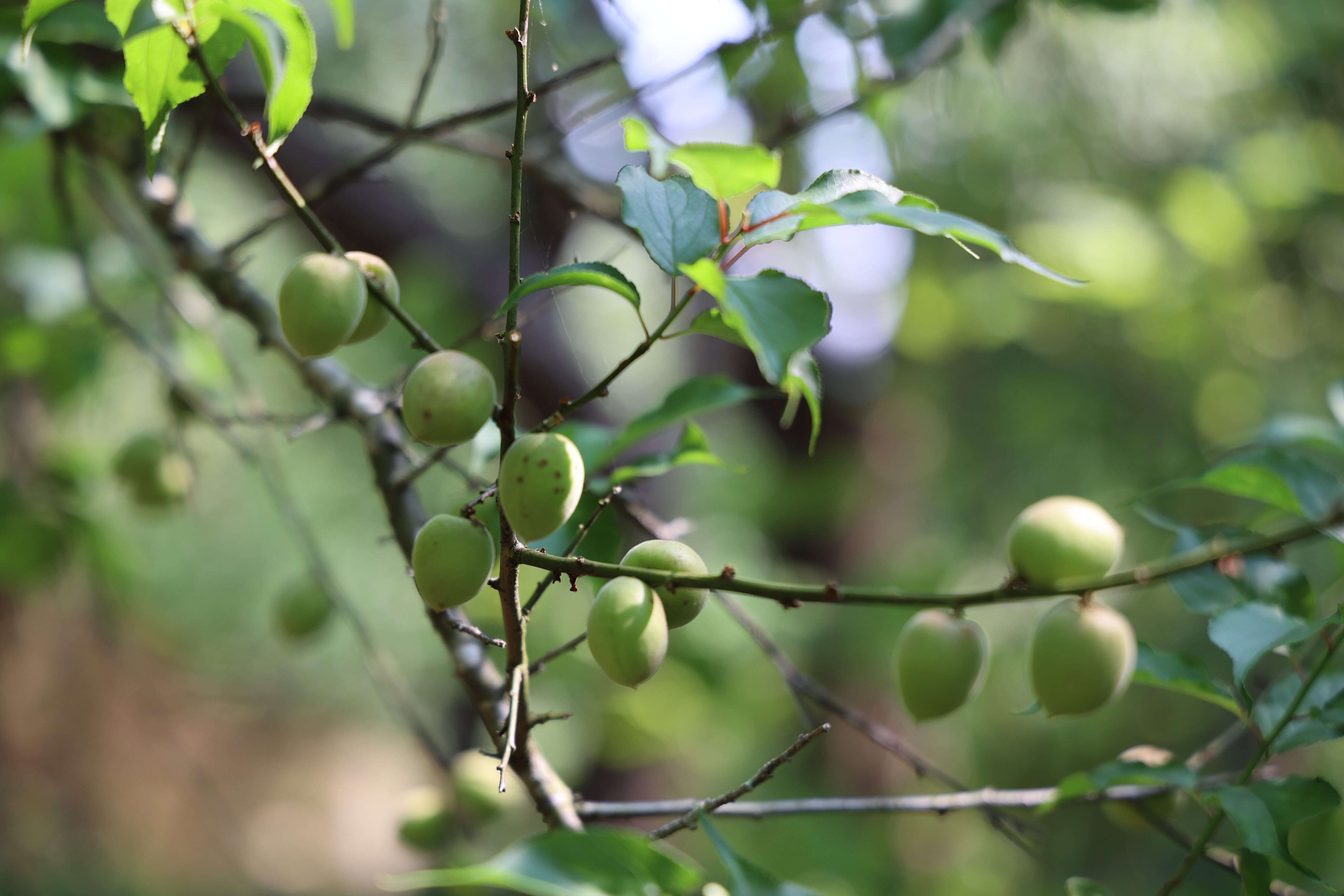 一抹青綠,是春天最清新的顏色（圖片來源：臺北市政府工務局公園路燈工程管理處）
