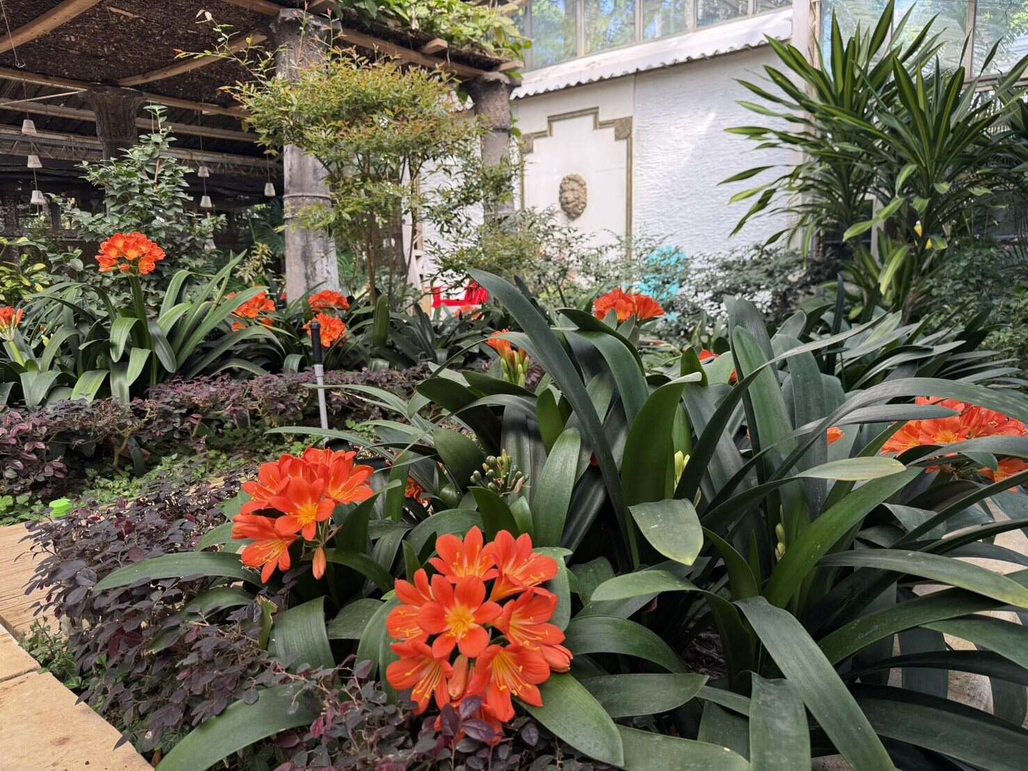 君子蘭,以橙紅色系展現端莊典雅之姿（圖片來源：臺北市政府工務局公園路燈工程管理處）