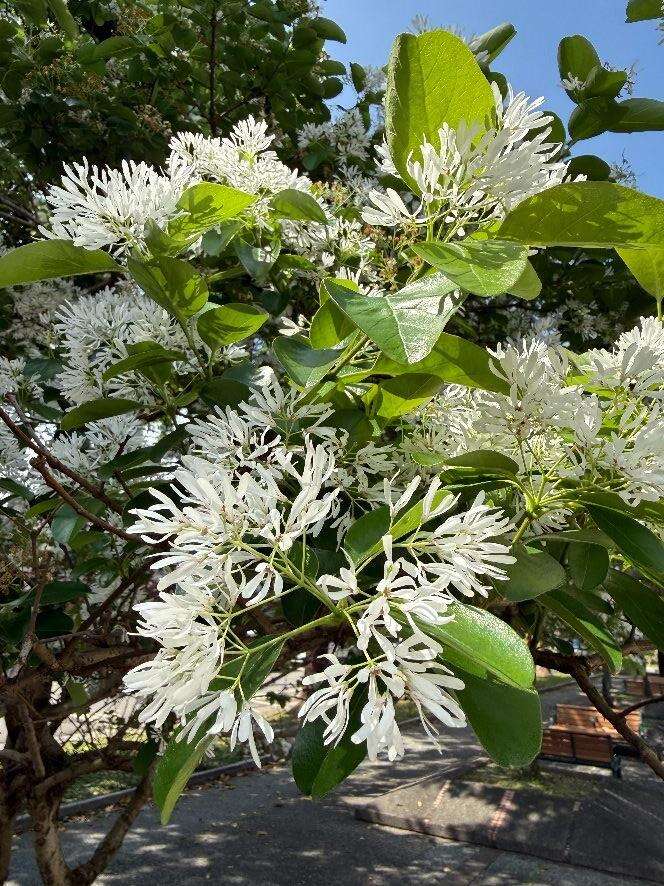 流蘇花,細長雪白的花瓣宛如古代仕女華服上的流蘇裝飾（圖片來源：臺北市政府工務局公園路燈工程管理處）