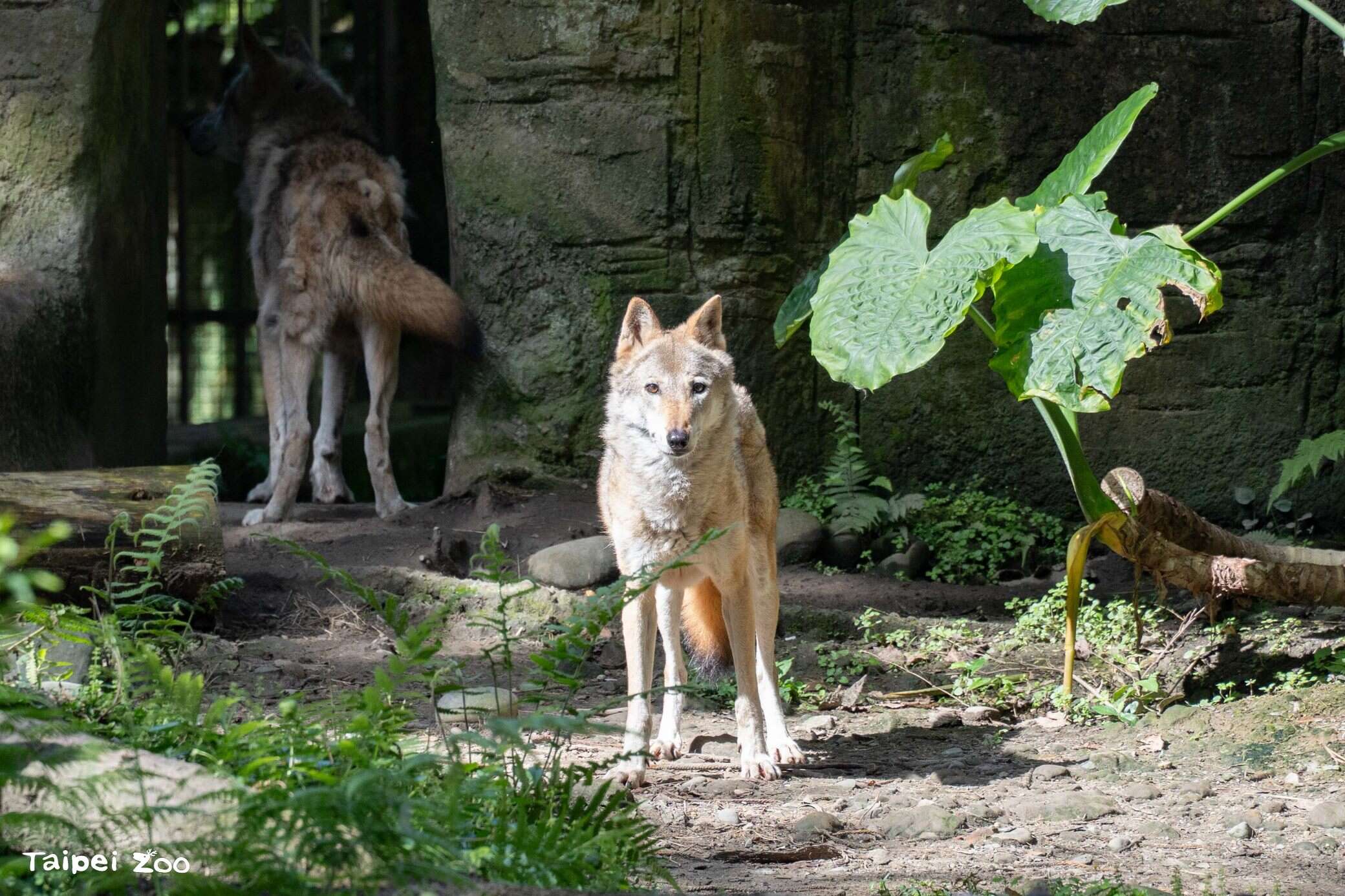 灰狼蘿拉年近17歲，2011年從莫斯科動物園來到臺北市立動物園（圖片來源：臺北市立動物園）