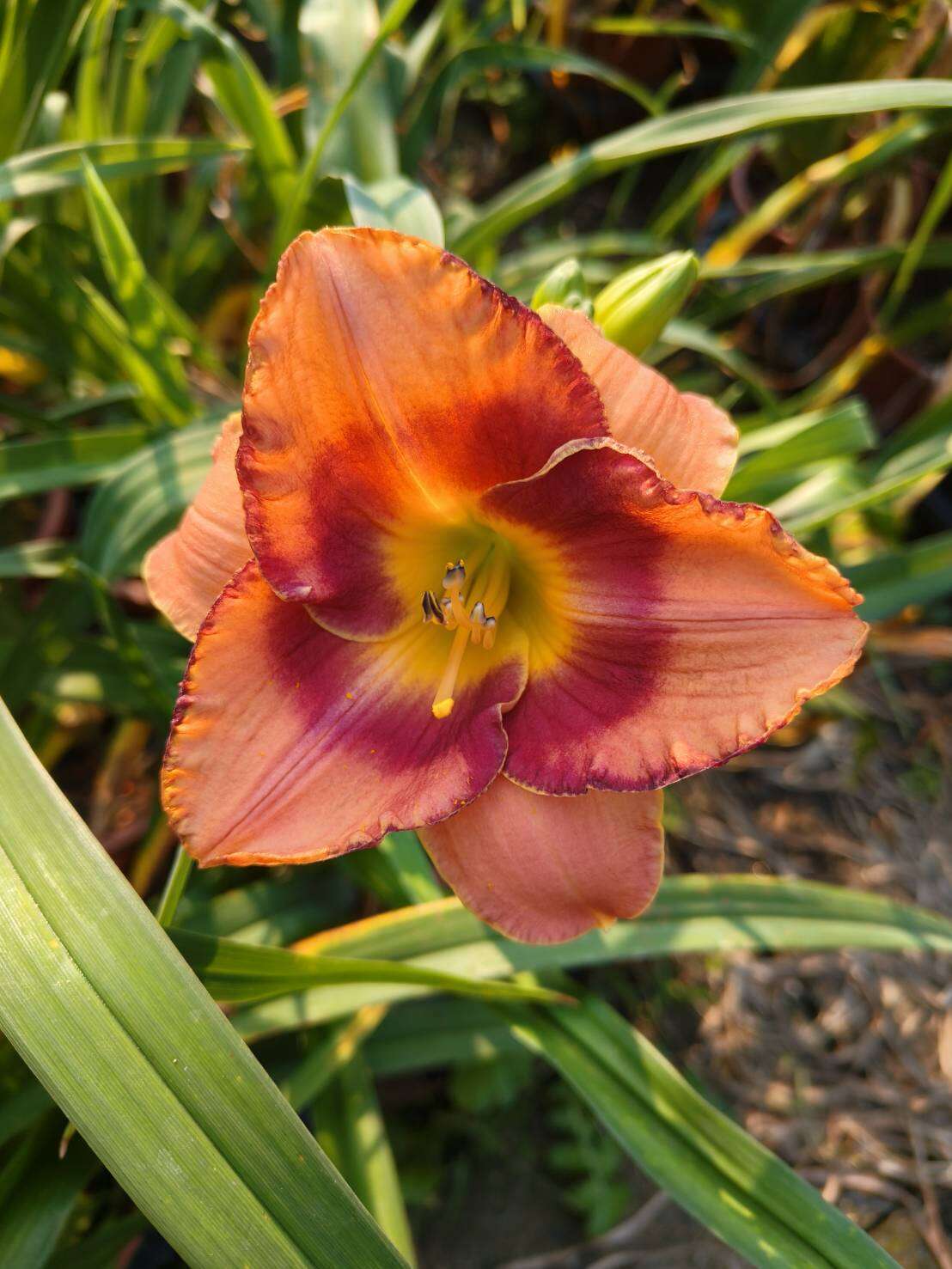 Taipei's Daylilies Like You've Never Seen Them: Ch