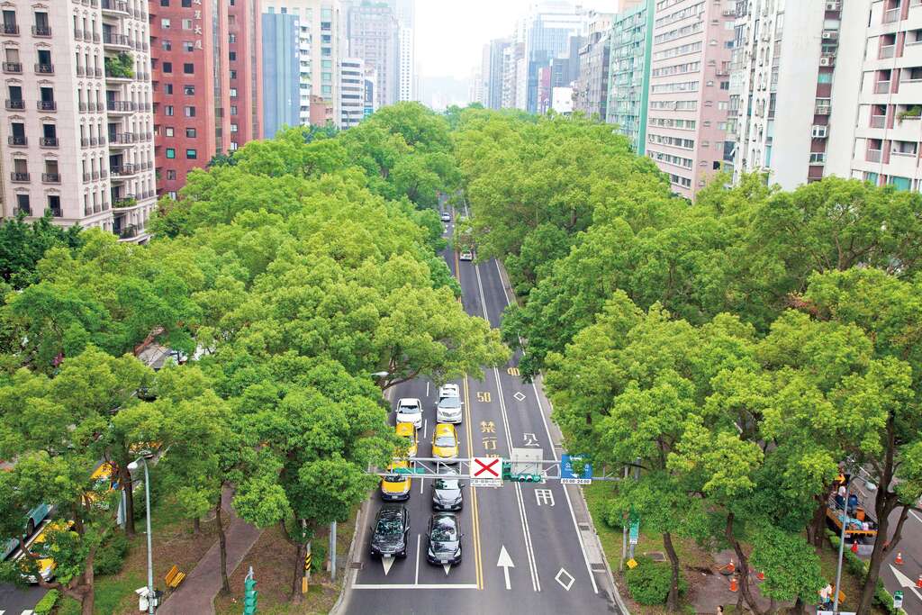 图2.仁爱路的林荫大道就像一条绿色的织布手环