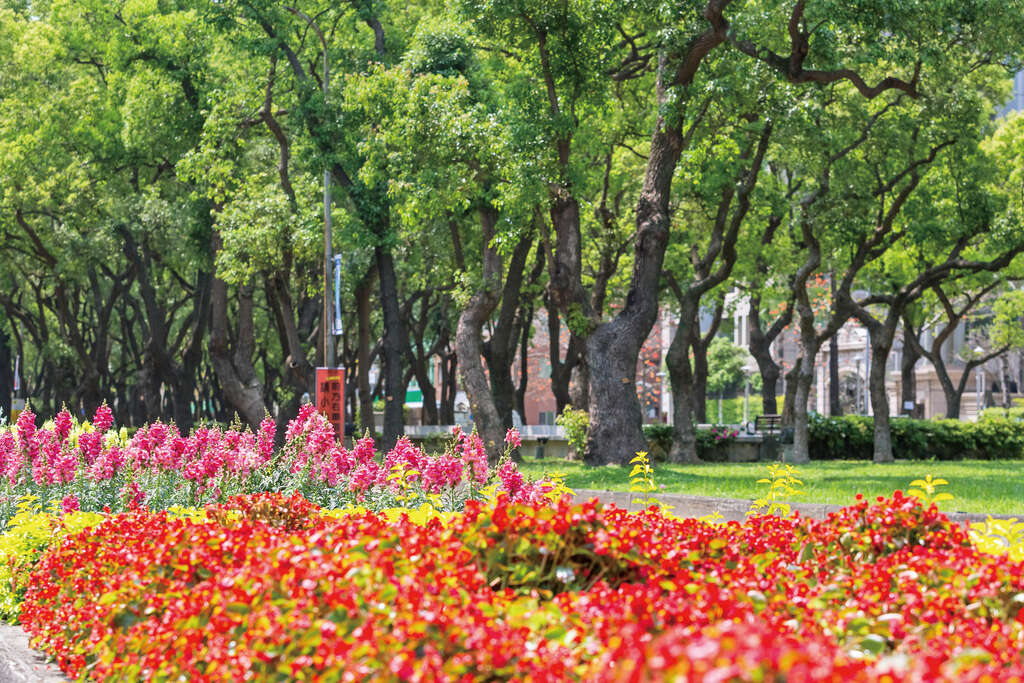图3.仁爱路林荫大道呈现多元的复层栽植生态