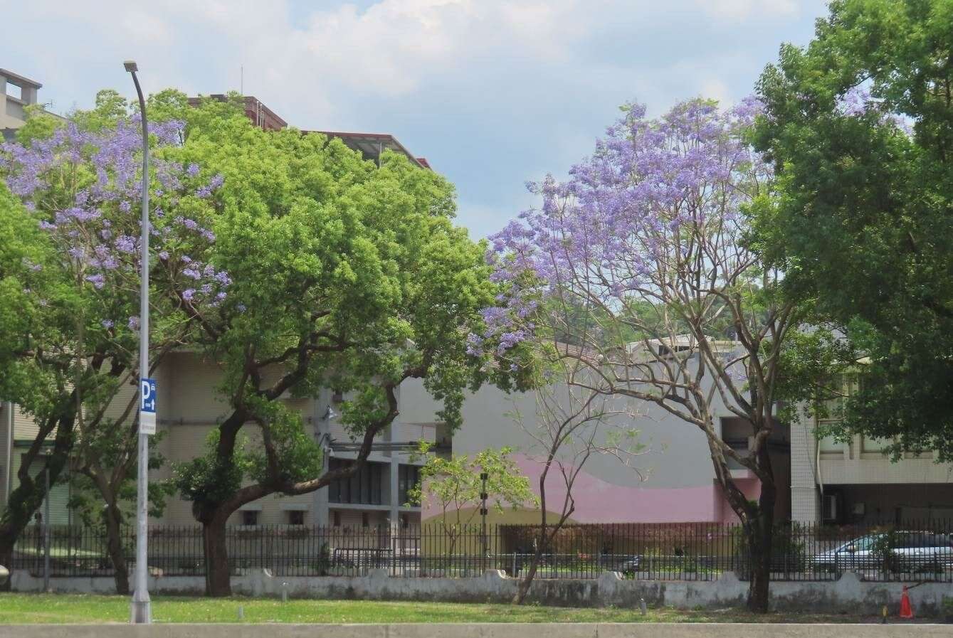 天母浪漫亭蓝花楹盛开美景。（图片来源：台北市政府工务局公园路灯工程管理处）