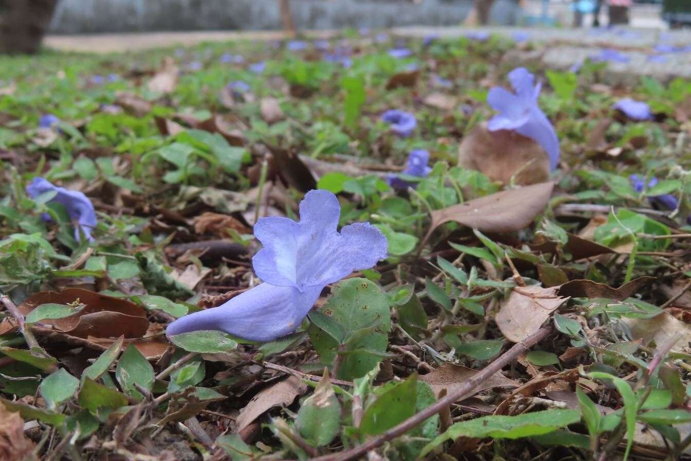 天母浪漫亭蓝花楹落花缤纷-近拍（图片来源：台北市政府工务局公园路灯工程管理处）