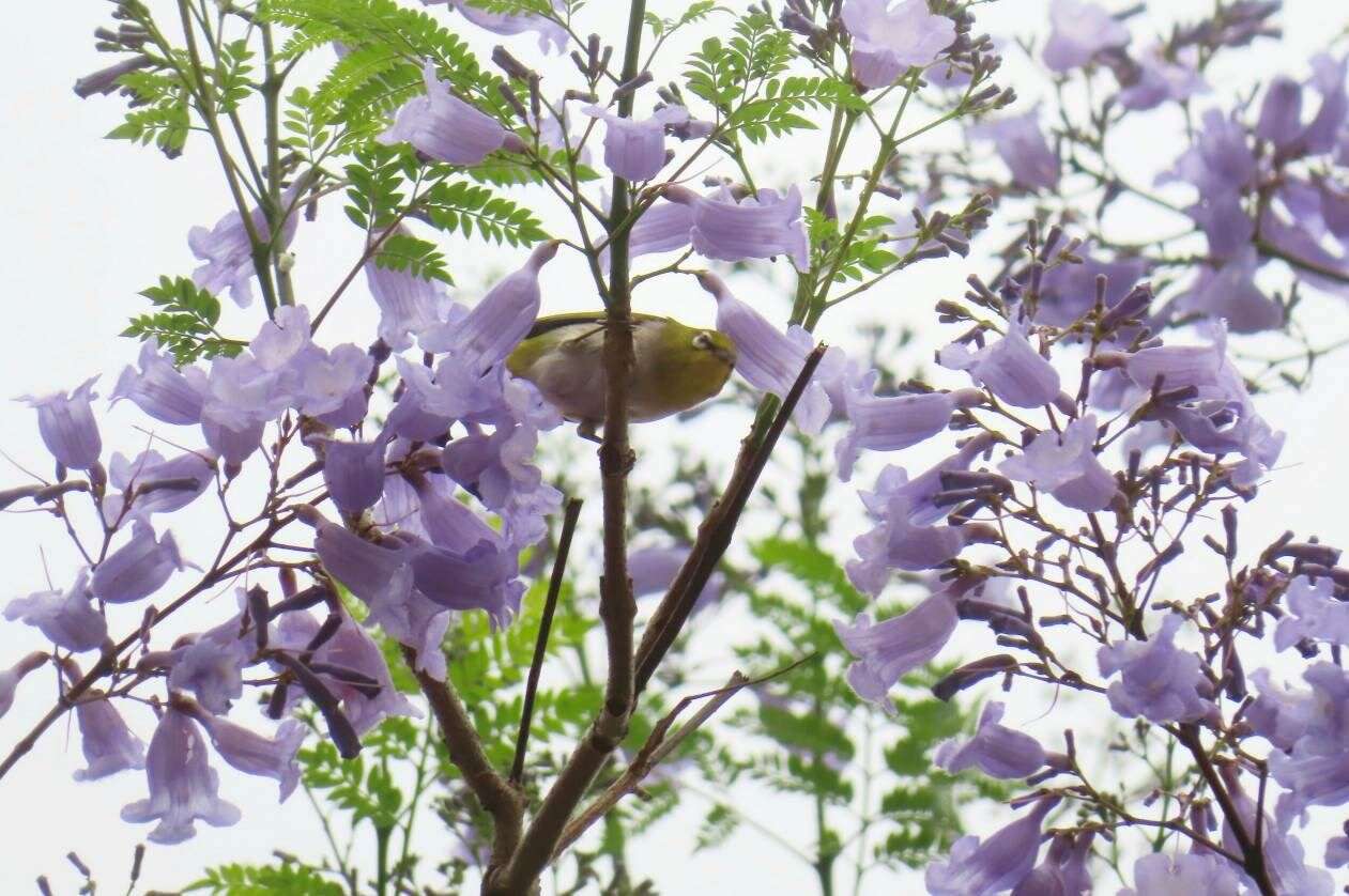 天母浪漫亭蓝花楹虫鸟访花-可爱的绿绣眼（图片来源：台北市政府工务局公园路灯工程管理处）