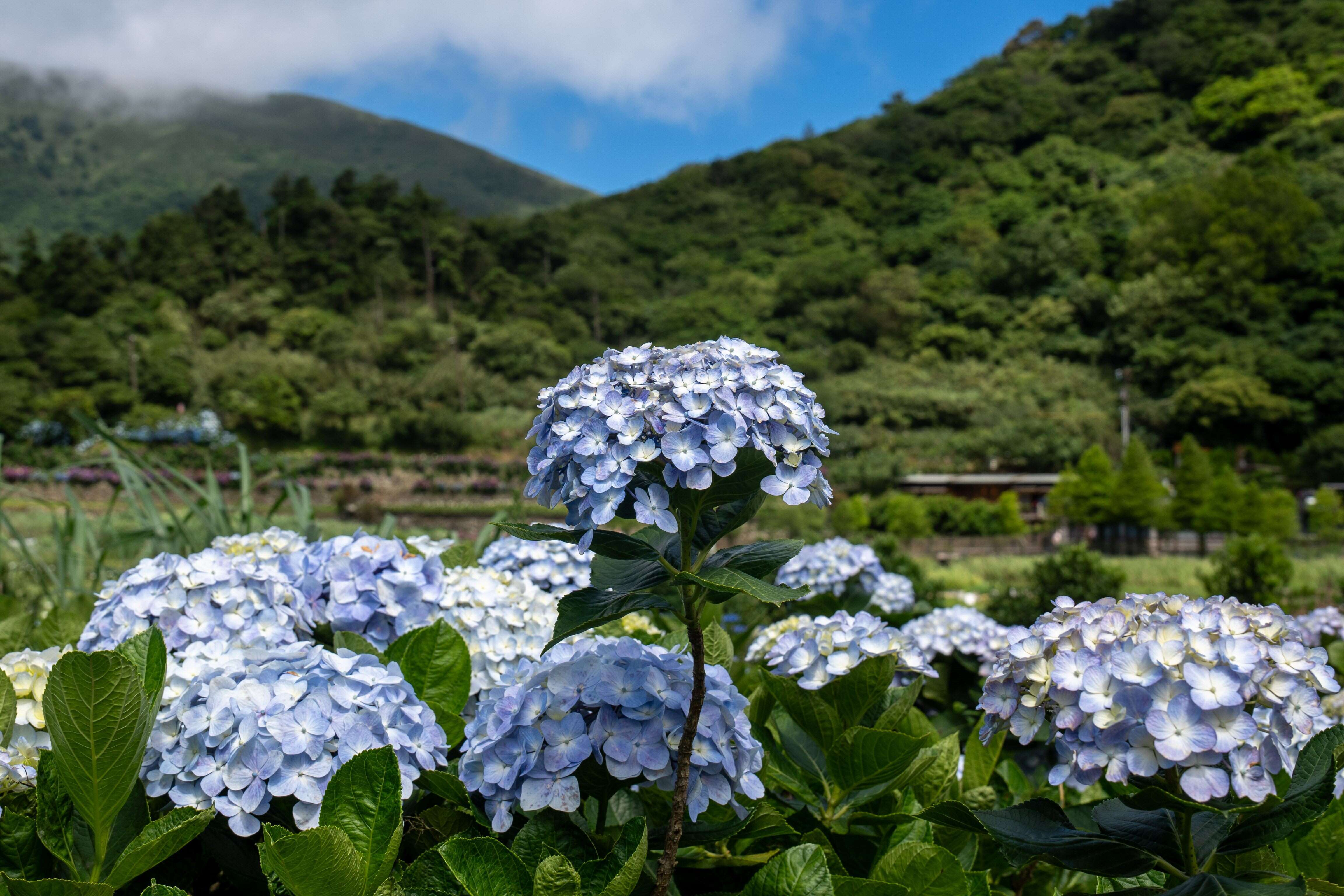 繡球花季（圖片來源：臺北市政府工務局大地工程處）