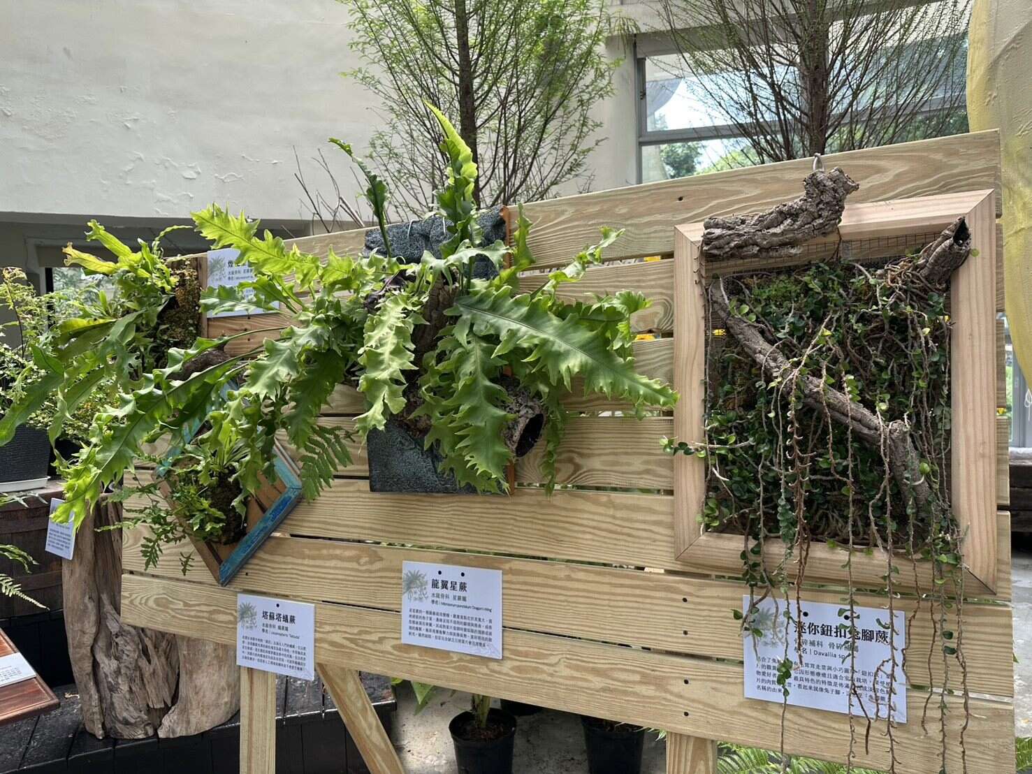 將生命力旺盛的石松、石蕨或樹蕨，仿效原生態生長習性，讓羽葉或氣生根自然垂落於碳化板上，呈現「立體山水」的栽培美學（圖片來源：臺北市政府工務局公園路燈工程管理處）