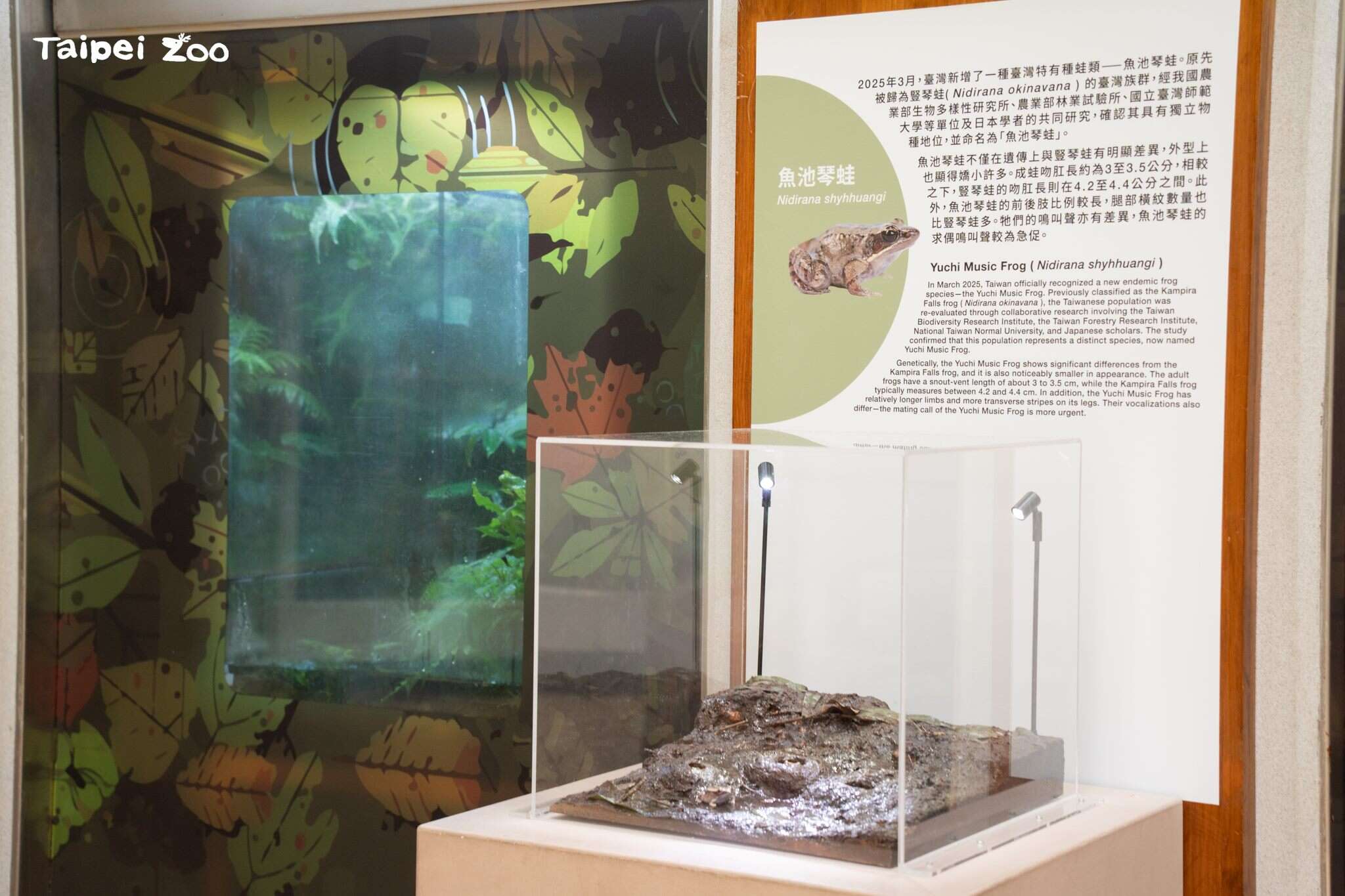 到动物园两栖爬虫动物馆参观，说不定还有机会听到鱼池琴蛙登登登登登如同拨动琴弦般的特殊蛙鸣！（图片来源：台北市立动物园）