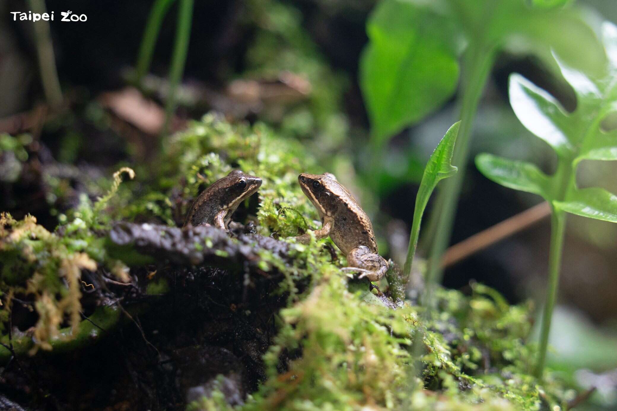 每年4月28日是全球性的拯救青蛙日（Save The Frogs Day），旨在呼吁全球重视两栖类动物的灭绝危机。（图片来源：台北市立动物园）