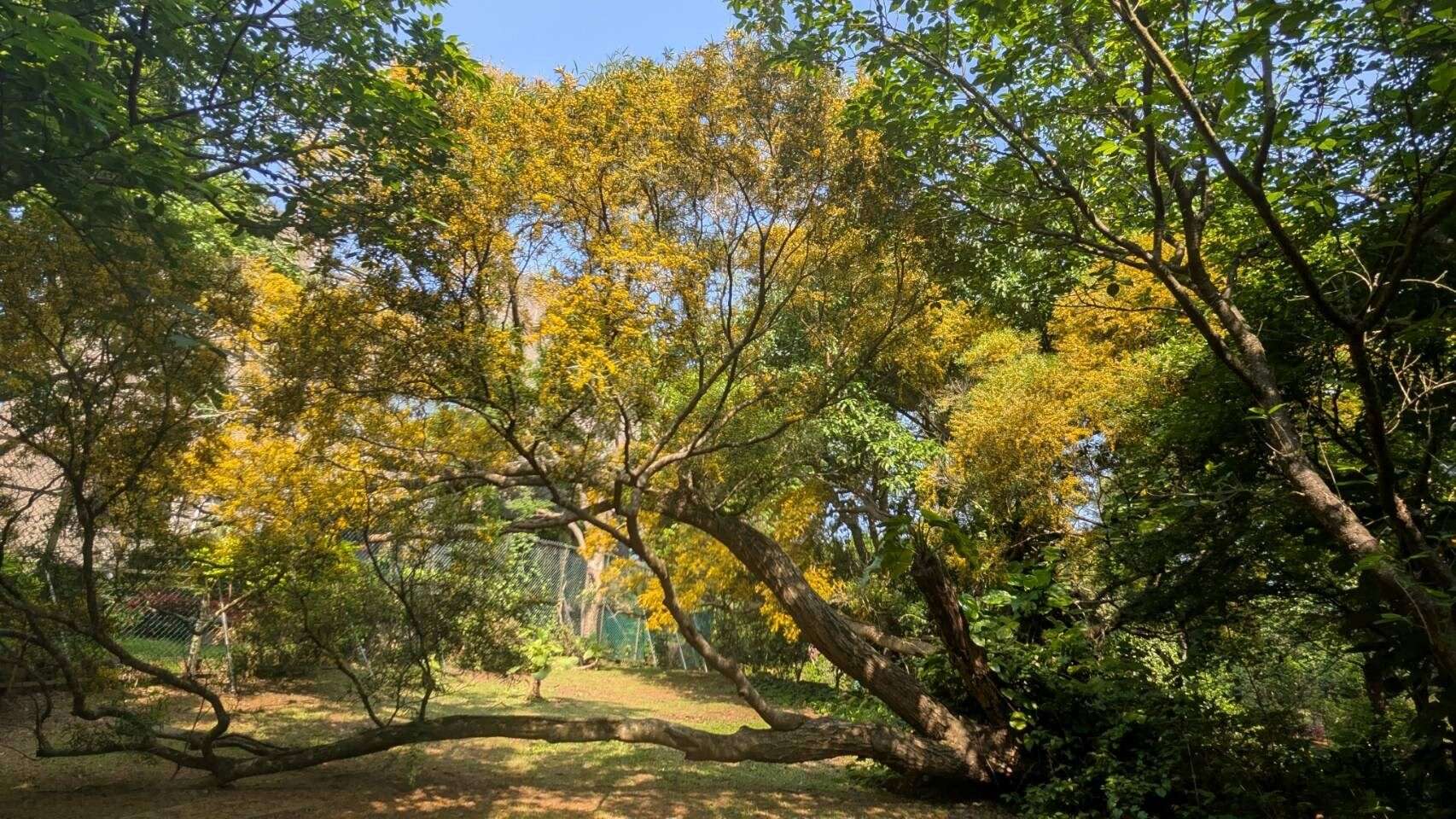 每逢花開，細緻的球形小黃花密集綻放，遠望宛如金色花瀑傾瀉而下（圖片來源：臺北市政府工務局公園路燈工程管理處）