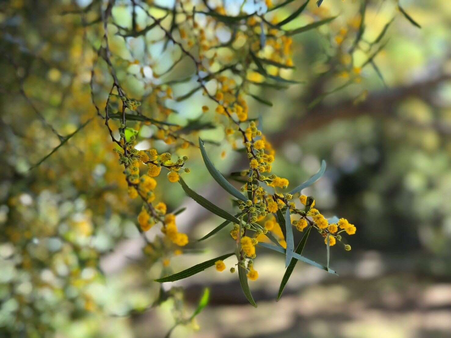 相思樹花，細緻綻放。（圖片來源：臺北市政府工務局公園路燈工程管理處）