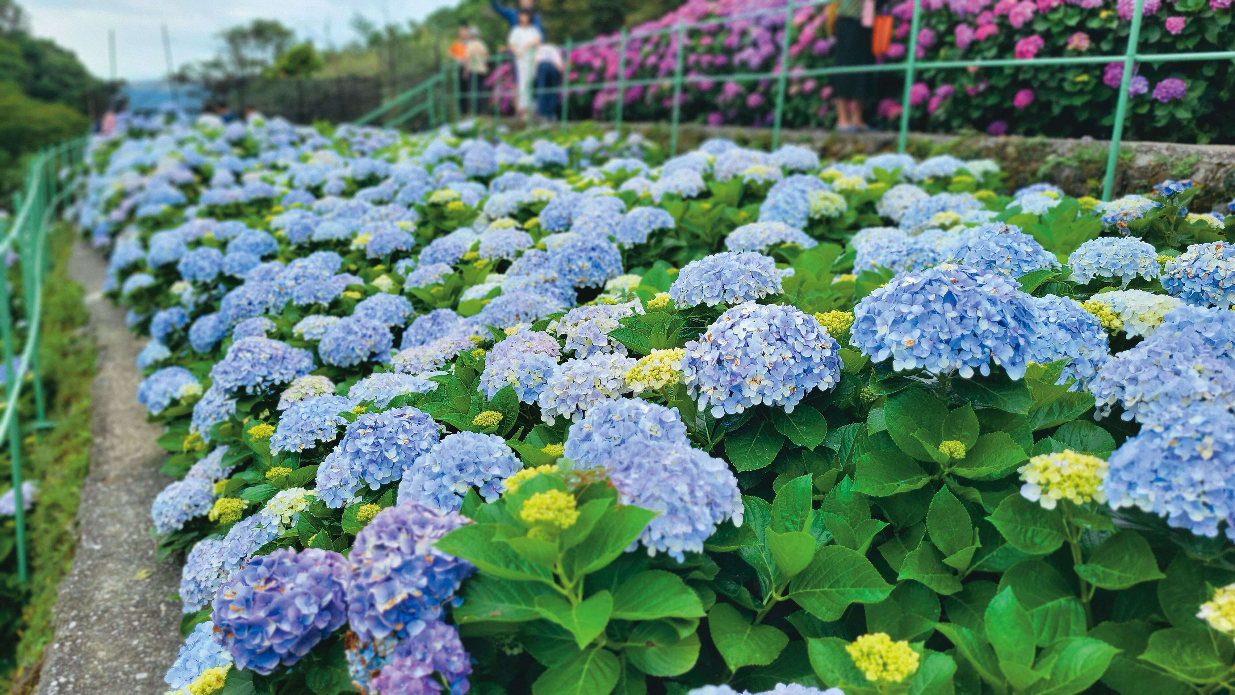 竹子湖绣球花於初夏时分盛开，邀请民众走进缤纷花海。