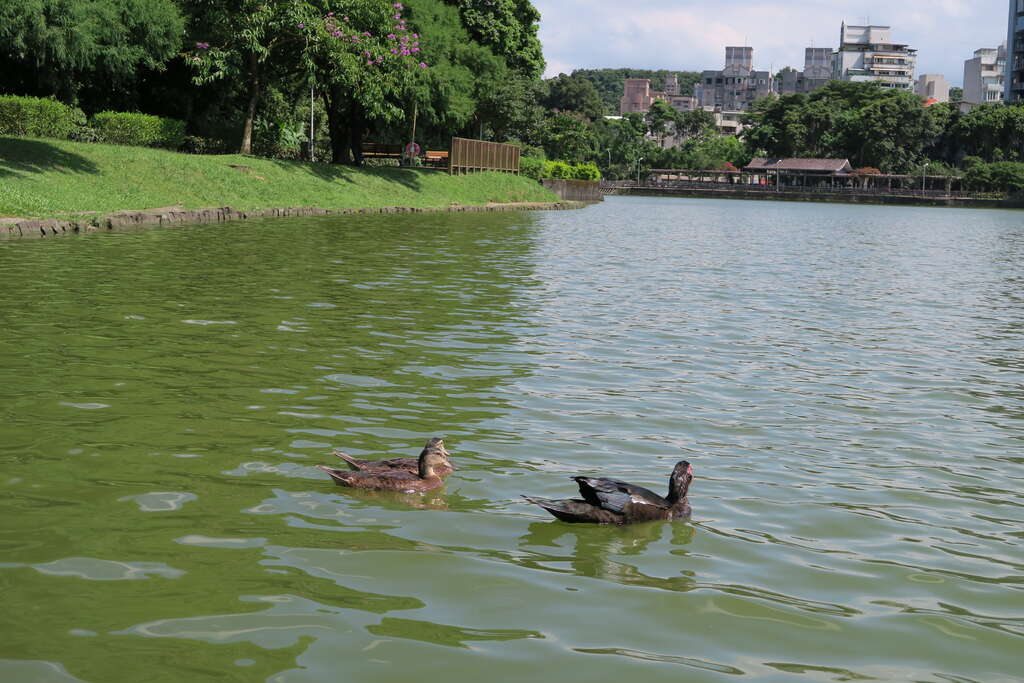 图4.湖边悠游自在的鸭子