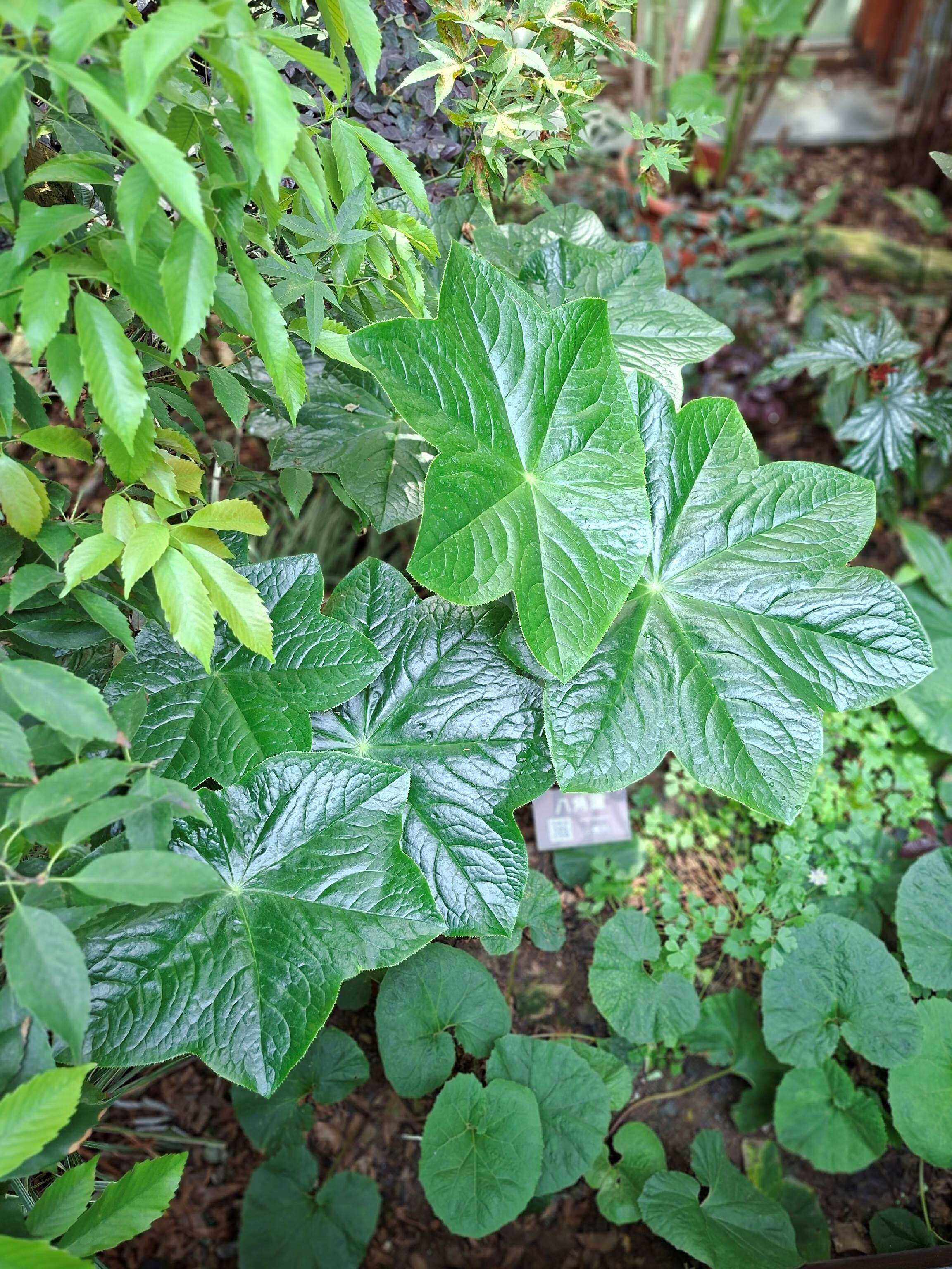 八角蓮因葉片呈5至9個淺裂，狀似八角的蓮葉而得名。（圖片來源：臺北市政府工務局公園路燈工程管理處）