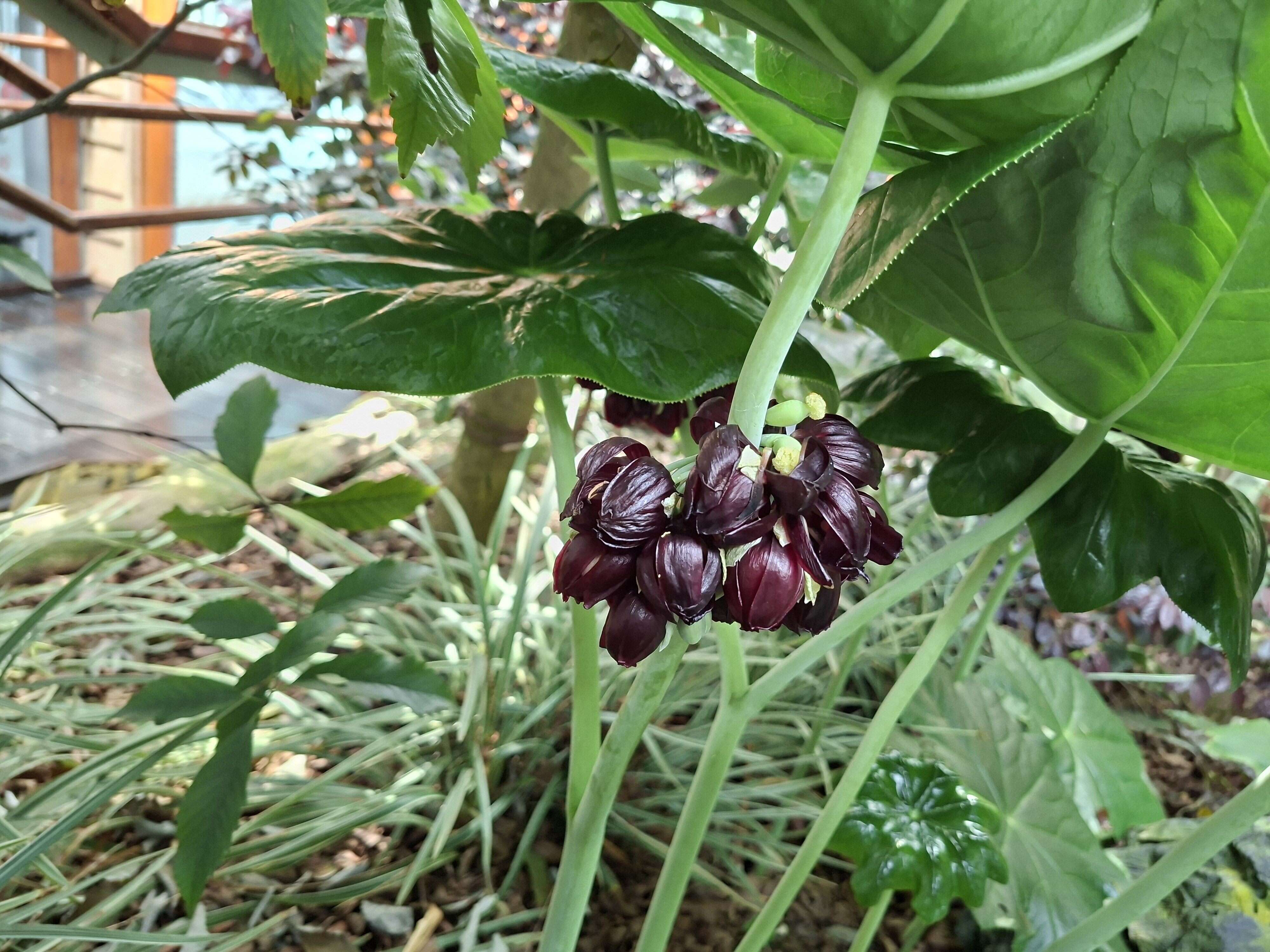 八角蓮的花瓣6至9枚。（圖片來源：臺北市政府工務局公園路燈工程管理處）