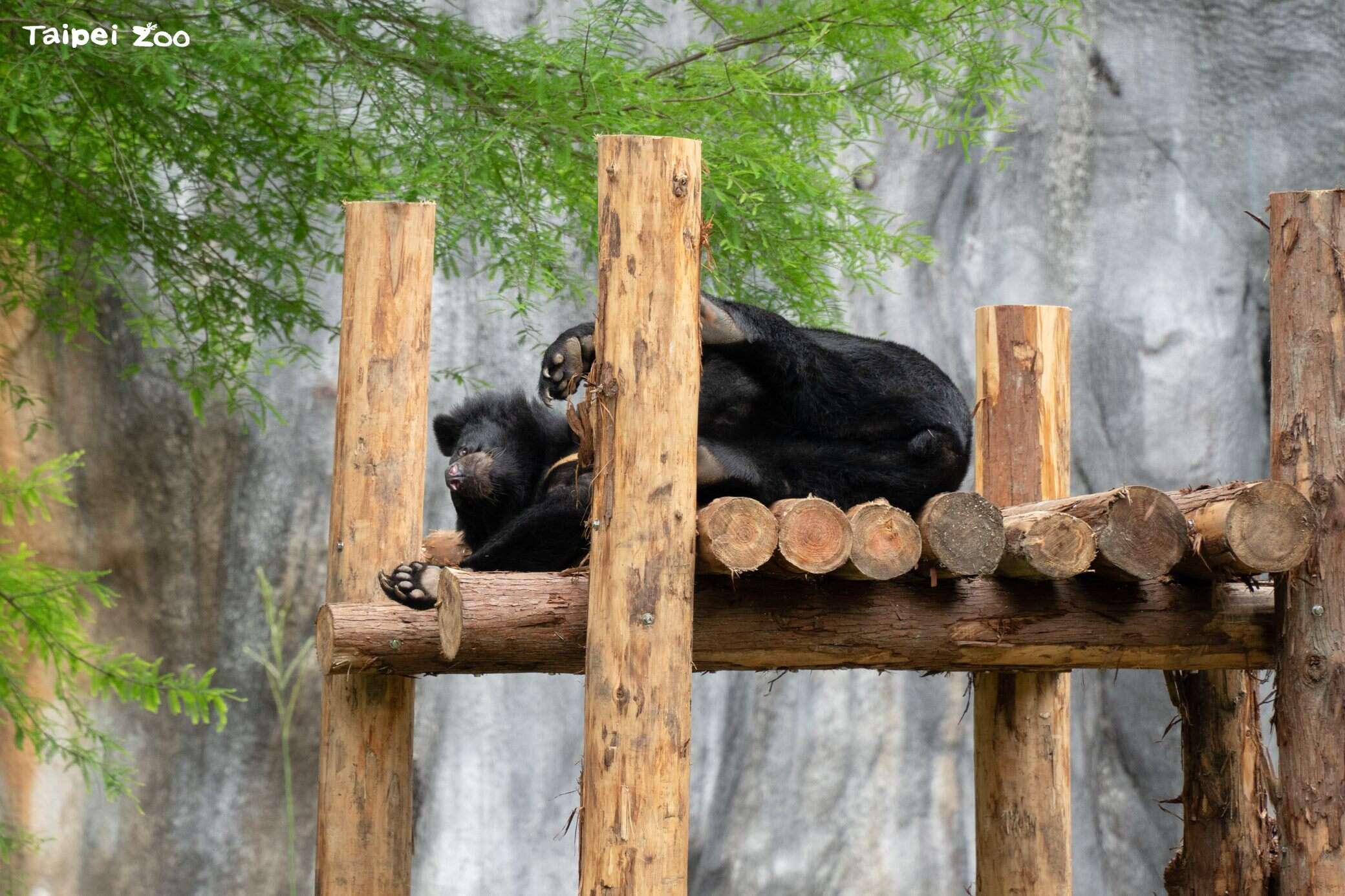 黑熊利用環境設施磨蹭身體。（圖片來源：臺北市立動物園）