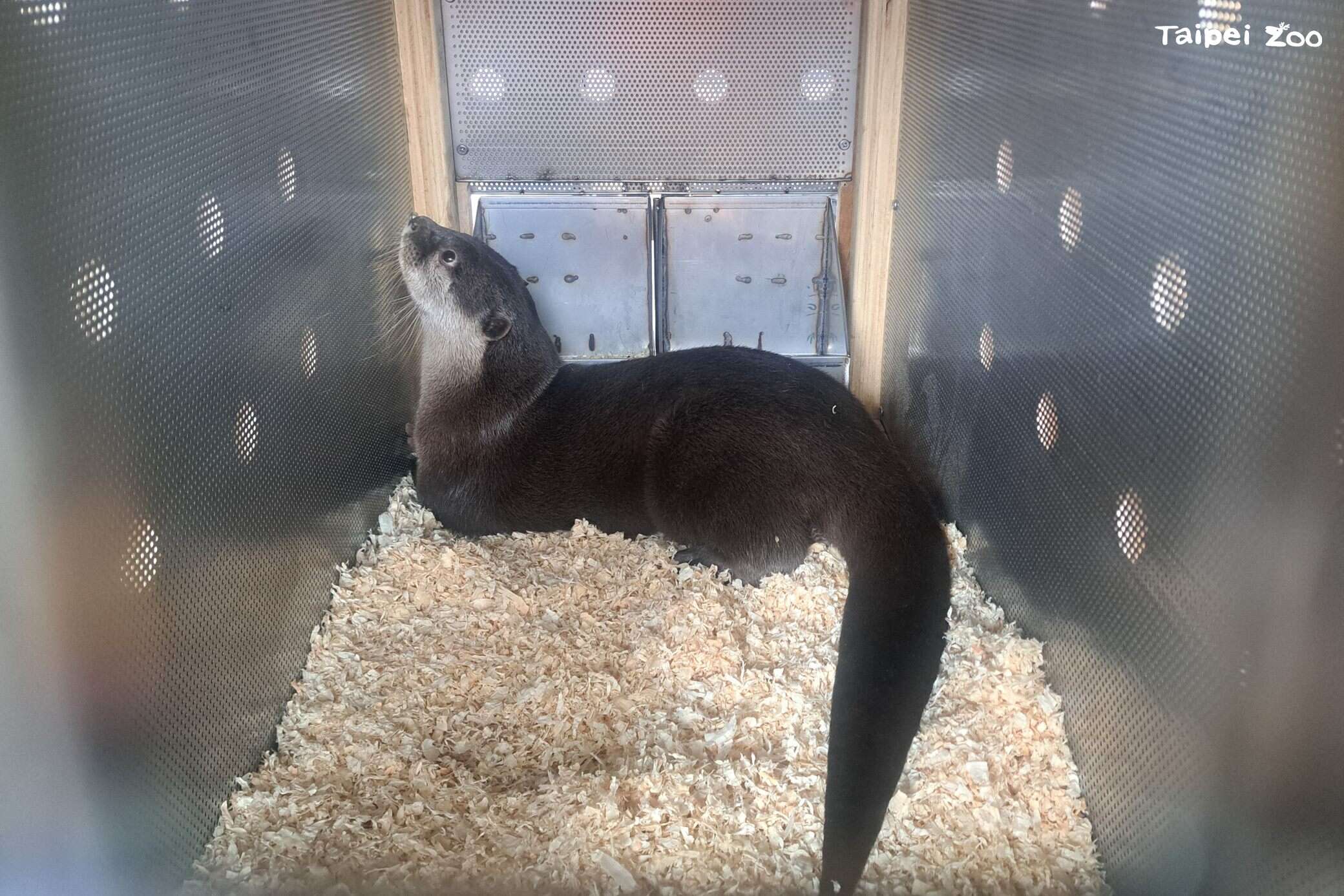本次調度一隻小爪水獺前往紐西蘭，藉由動物園間的動物交流維持族群的基因多樣性。（圖片來源：獸醫室提供）