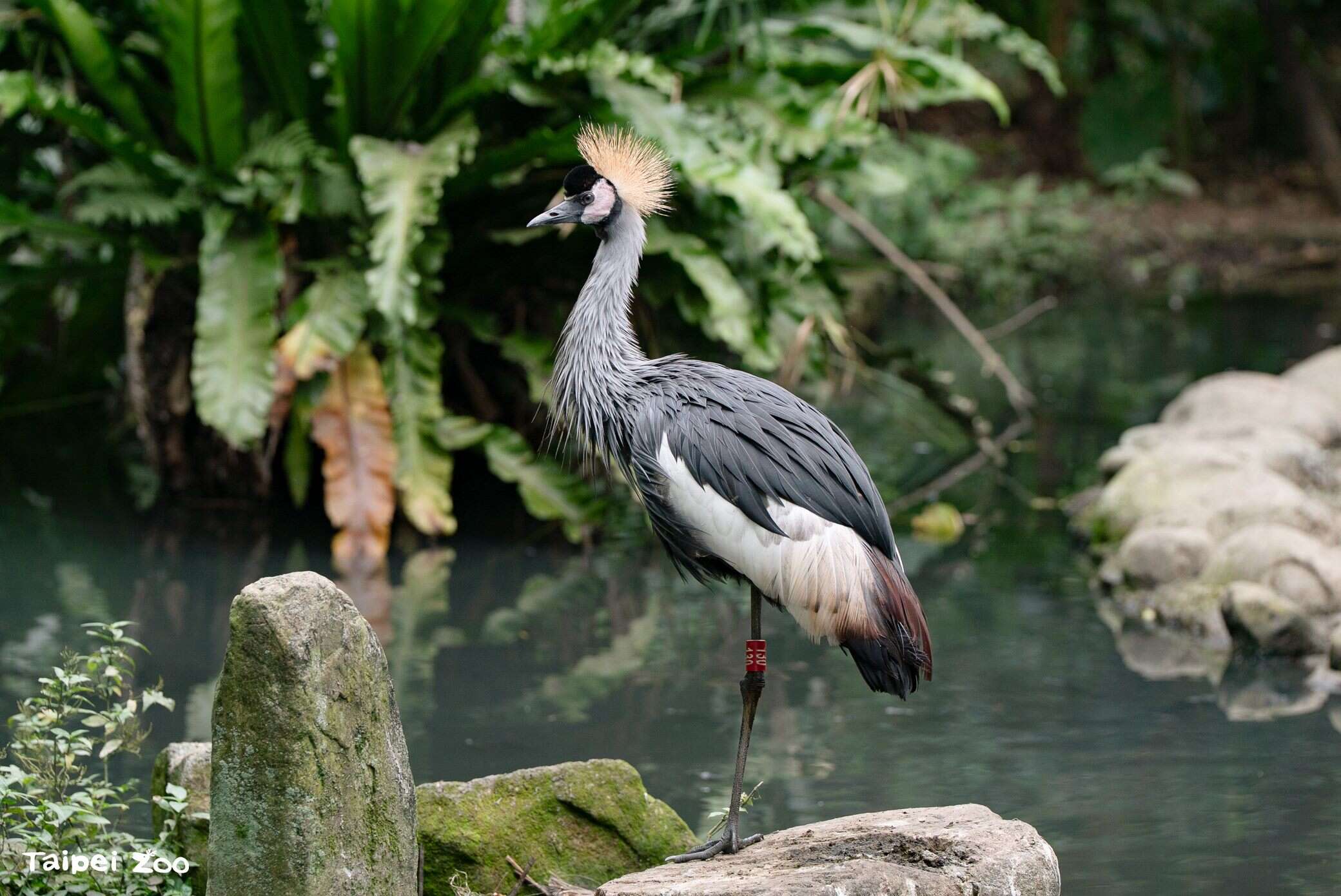 動物園の鳥類エリアで鳥の赤ちゃんが続々誕生