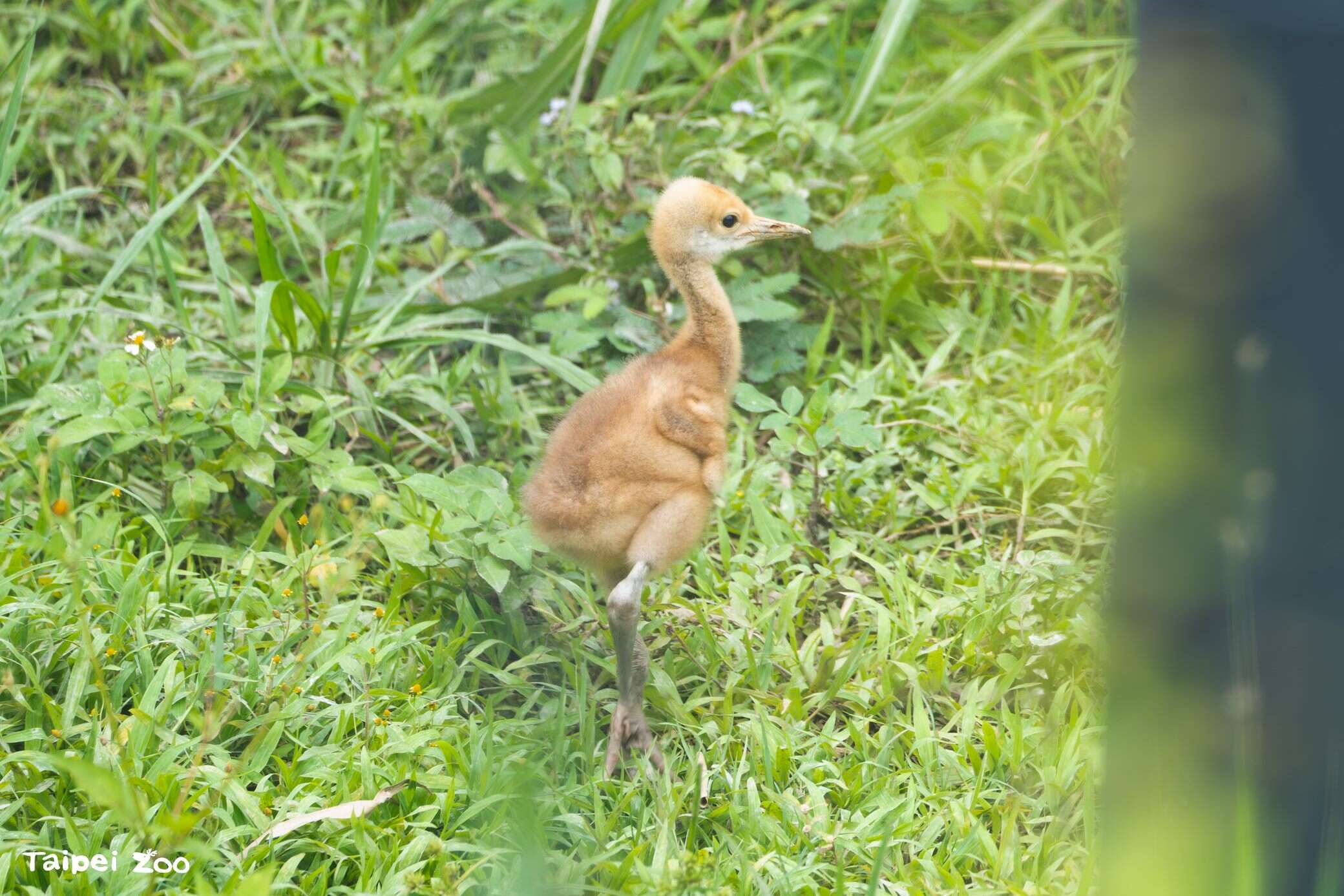 動物園の鳥類エリアで鳥の赤ちゃんが続々誕生