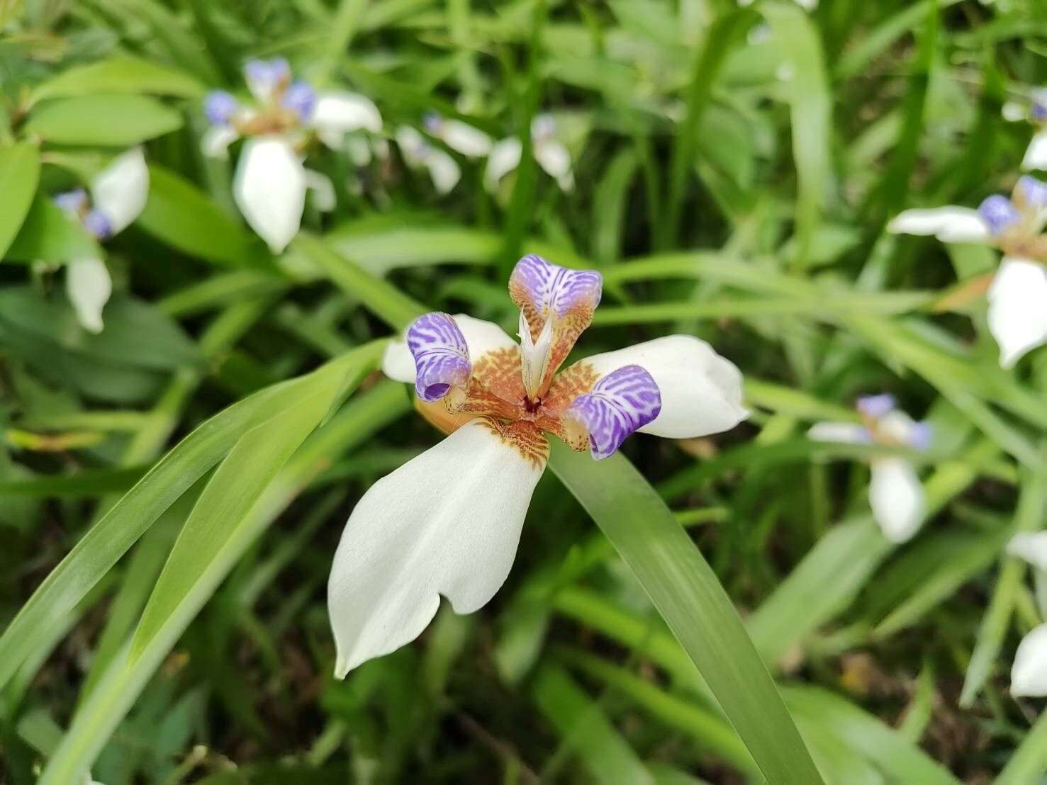 A Dreamy Purple-and-White Carpet —Brazilian Iris B