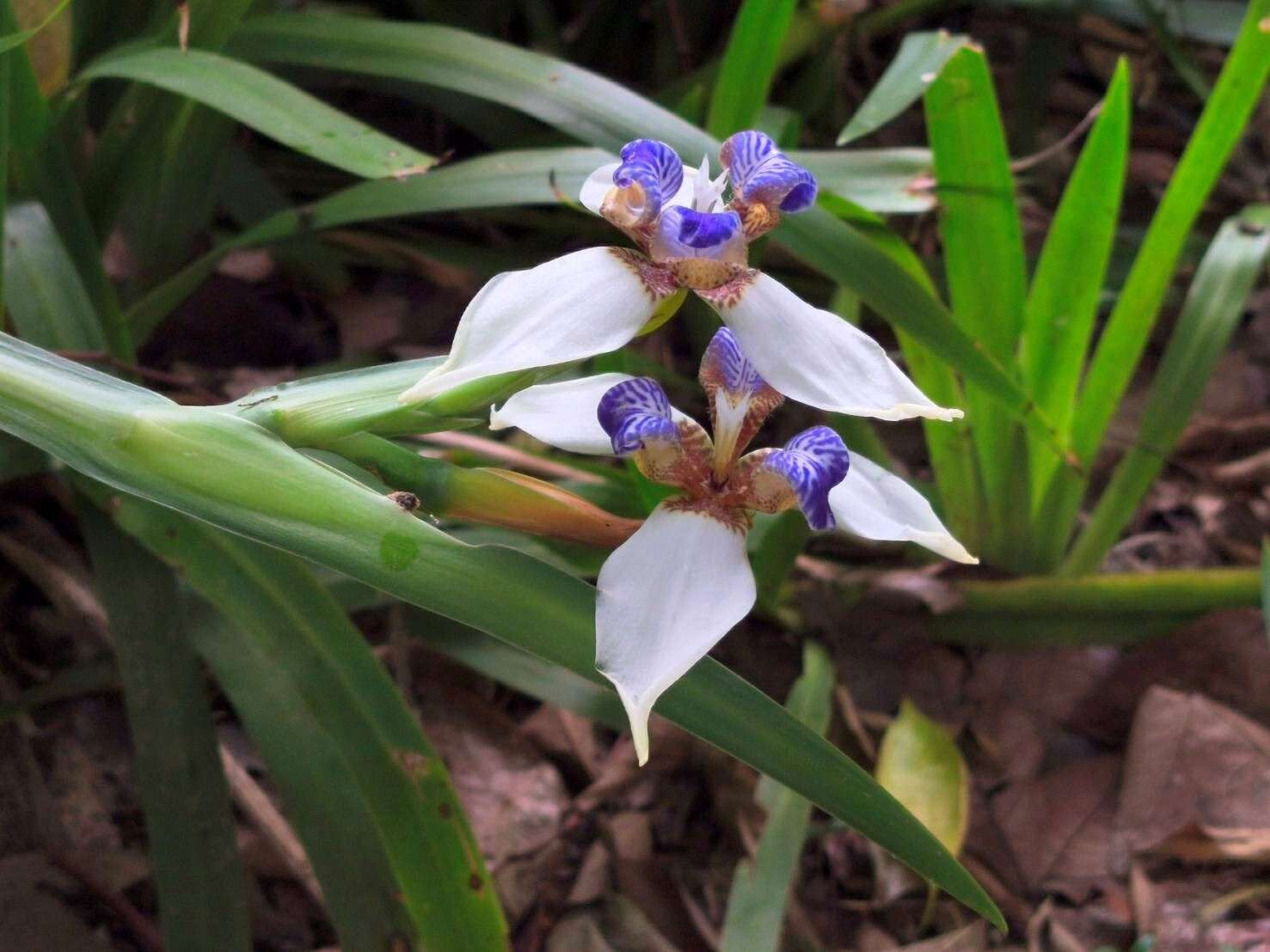 A Dreamy Purple-and-White Carpet —Brazilian Iris B