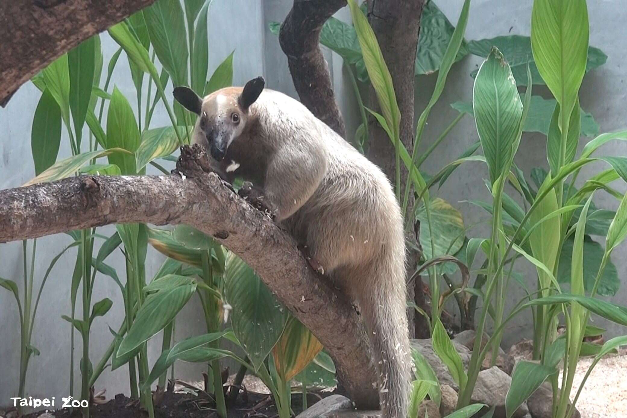 小食蟻獸黑妞不假外出，動物園籲請協尋。（圖片來源：臺北市立動物園）