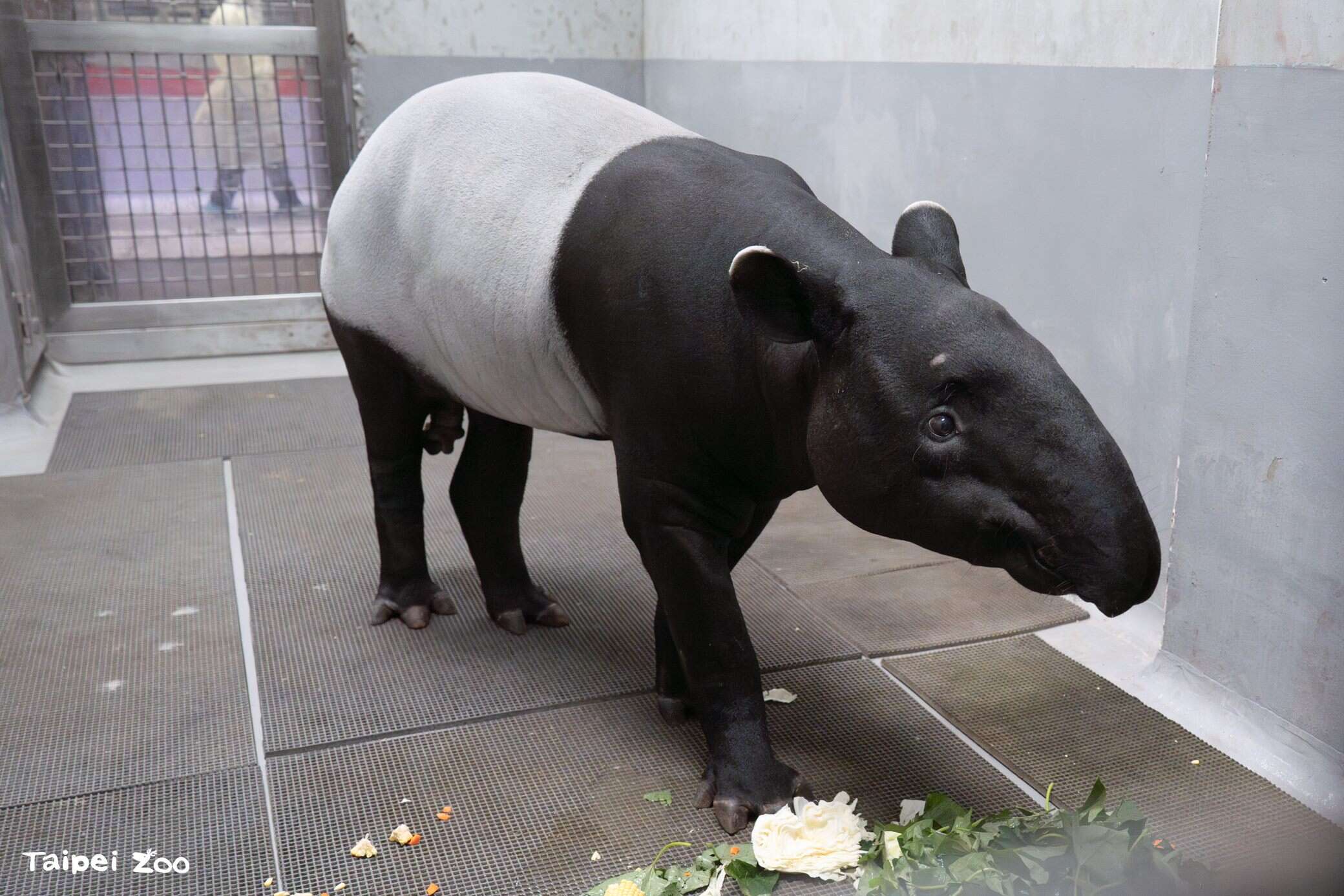 馬來貘Bintang回到動物園後，馬上吃了幾根紅蘿蔔和玉米以及地瓜葉。（圖片來源：臺北市立動物園）