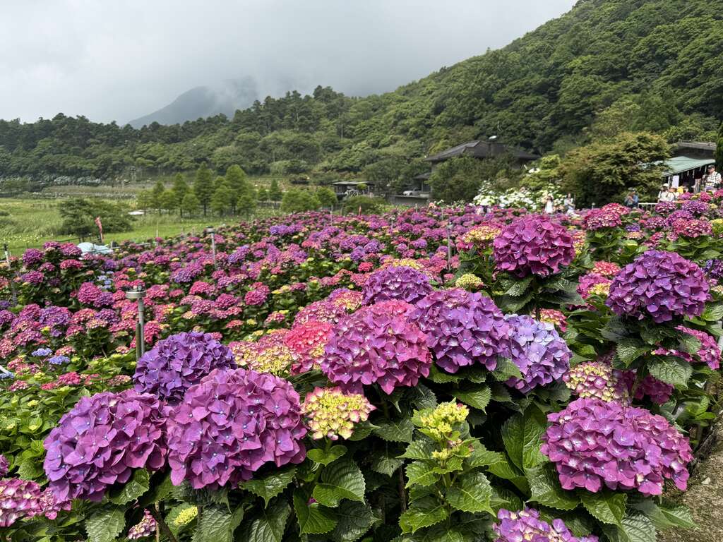 美丽缤纷绣球花田（图片来源：台北市政府产业发展局）