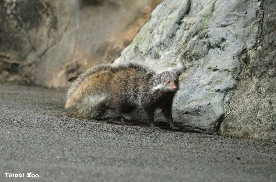 食蟹獴、白鼻心、穿山甲出現在城市周邊時經常引發民眾的驚奇,但牠們生活在山麓環繞的臺北盆地,是正常不過的現象。(詹德川攝影)（圖片來源：臺北市立動物園）