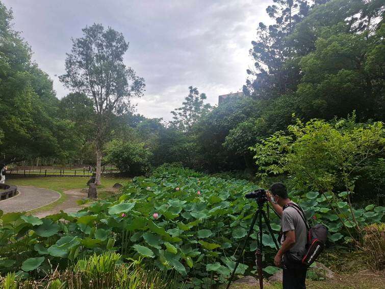 夏荷帶來一片欣欣向榮及嶄新風貌,並吸引民眾前往賞花拍照（圖片來源：臺北市政府工務局公園路燈工程管理處）