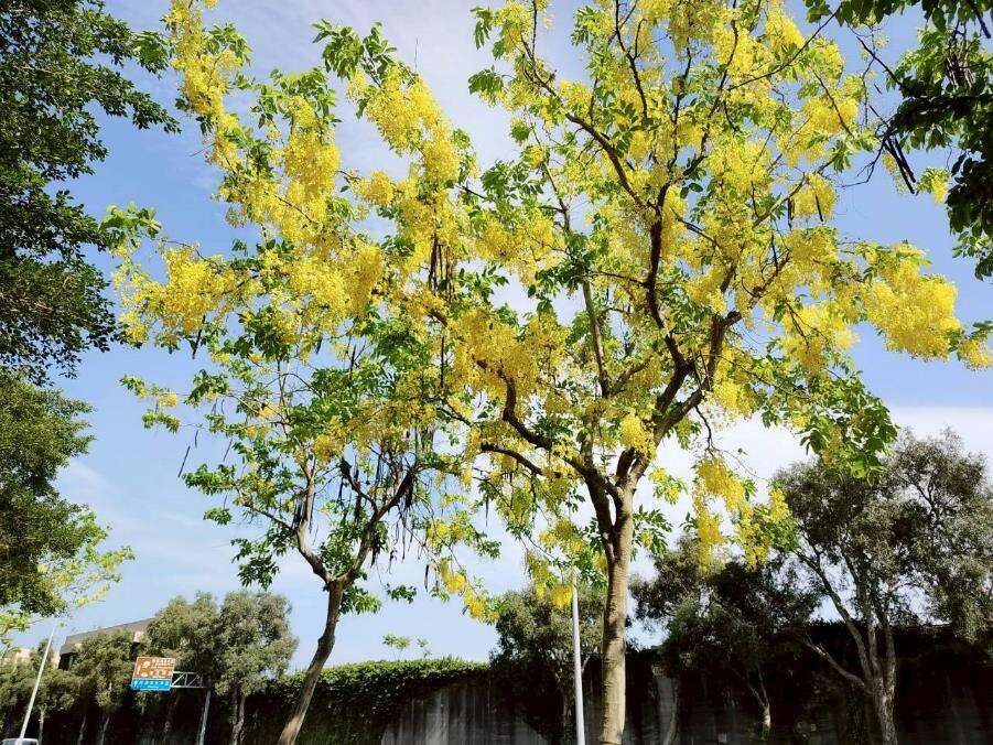 上塔悠及下塔悠公园花串随风摇曳,金黄色花海沿着道路绵延（图片来源：台北市政府工务局公园路灯工程管理处）