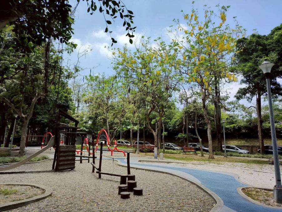 克强公园满树金黄与遍地花影交织而成的夏日风景（图片来源：台北市政府工务局公园路灯工程管理处）