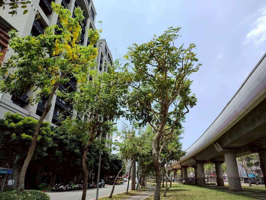 线形公园满树金黄与遍地花影交织而成的夏日风景（图片来源：台北市政府工务局公园路灯工程管理处）