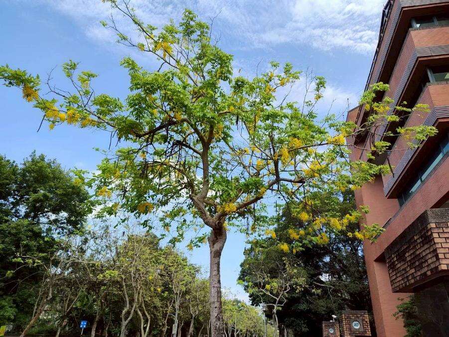 长兴街阿勃勒金黄与遍地花影交织而成的夏日风景（图片来源：台北市政府工务局公园路灯工程管理处）