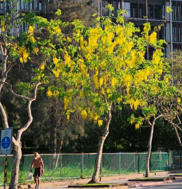 福林路阿勃勒金黄与遍地花影交织而成的夏日风景（图片来源：台北市政府工务局公园路灯工程管理处）