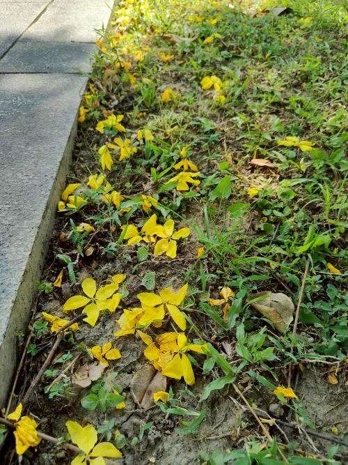 阿勃勒盛开时,花瓣随风飘落,如细两般洒满人行道,也像是大自然送给城市的一封夏日情书（图片来源：台北市政府工务局公园路灯工程管理处