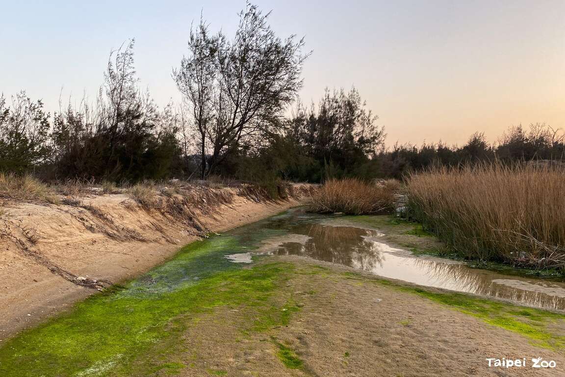 金门的溪流沿岸、湖库、水利设施等都是水獭生活利用的环境。（图片来源：台北市立动物园）