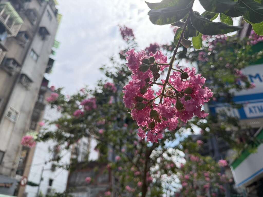 贵阳街桃粉色紫薇风情形塑浪漫（图片来源：台北市政府工务局公园路灯工程管理处）
