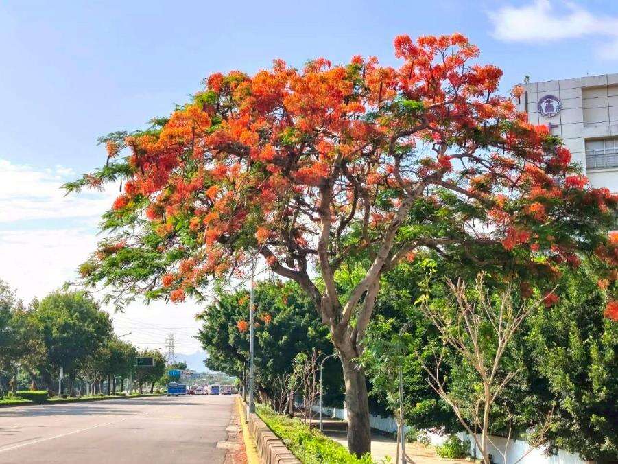 士林131号绿地(阳明高中旁承德路侧)已进入全面盛开期,浓烈花景交织成夏日最动人的城市风景（图片来源：台北市政府工务局公园路灯工程管理处）