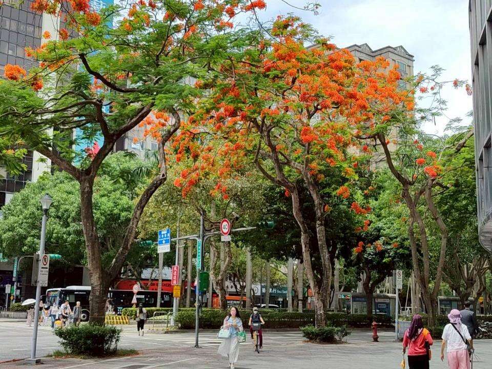 仁爱圆环凤凰木盛开,浓烈花景交织成夏日最动人的城市风景（图片来源：台北市政府工务局公园路灯工程管理处）