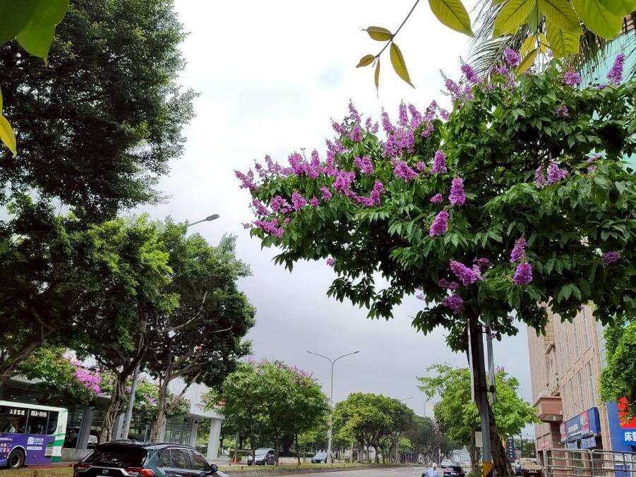 民權東路大花紫薇枝頭綻放,一簇簇粉紫色花朵如雲似霞景（圖片來源：臺北市政府工務局公園路燈工程管理處）