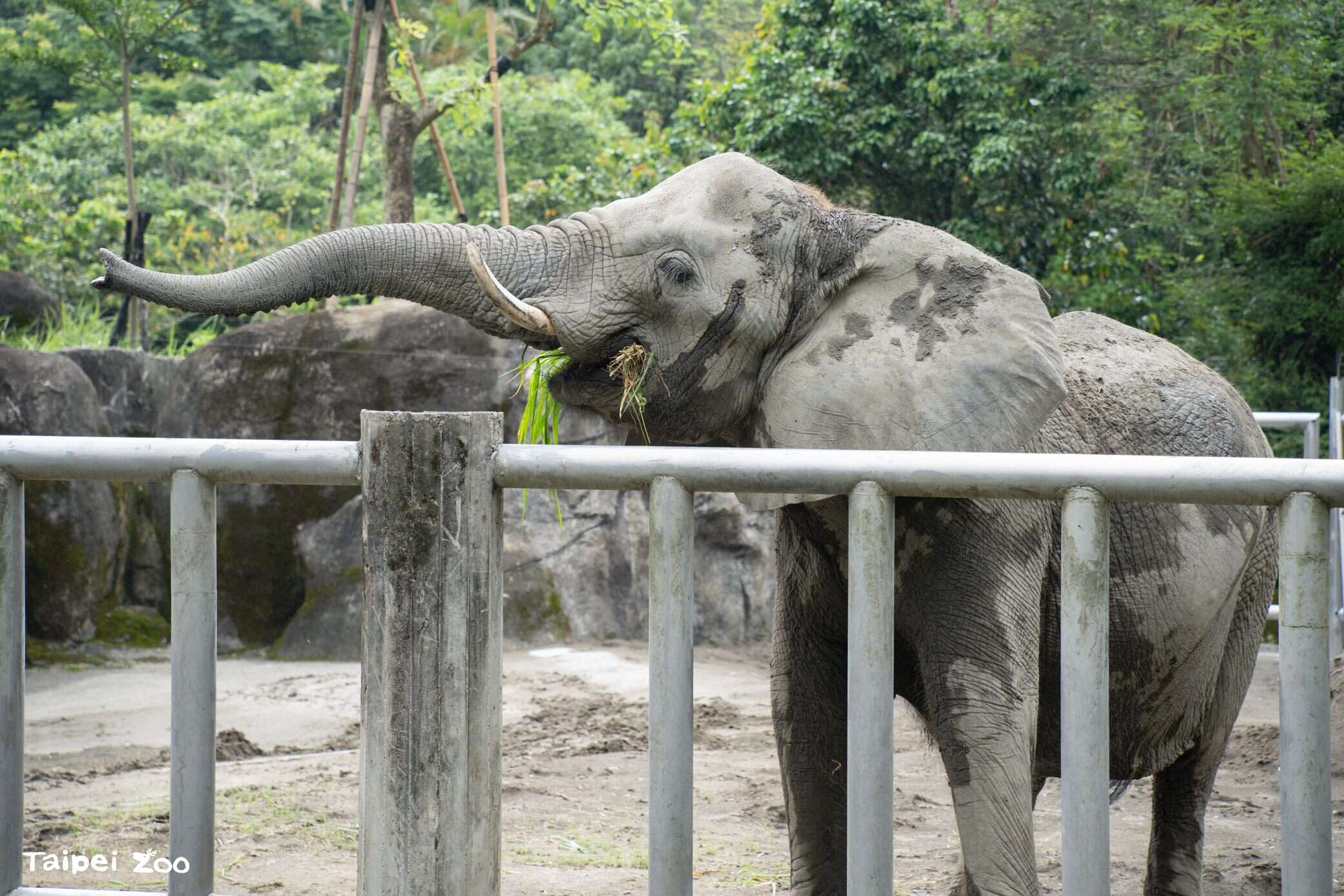 Elephants Go to School: Zookeeper Talks on Animal