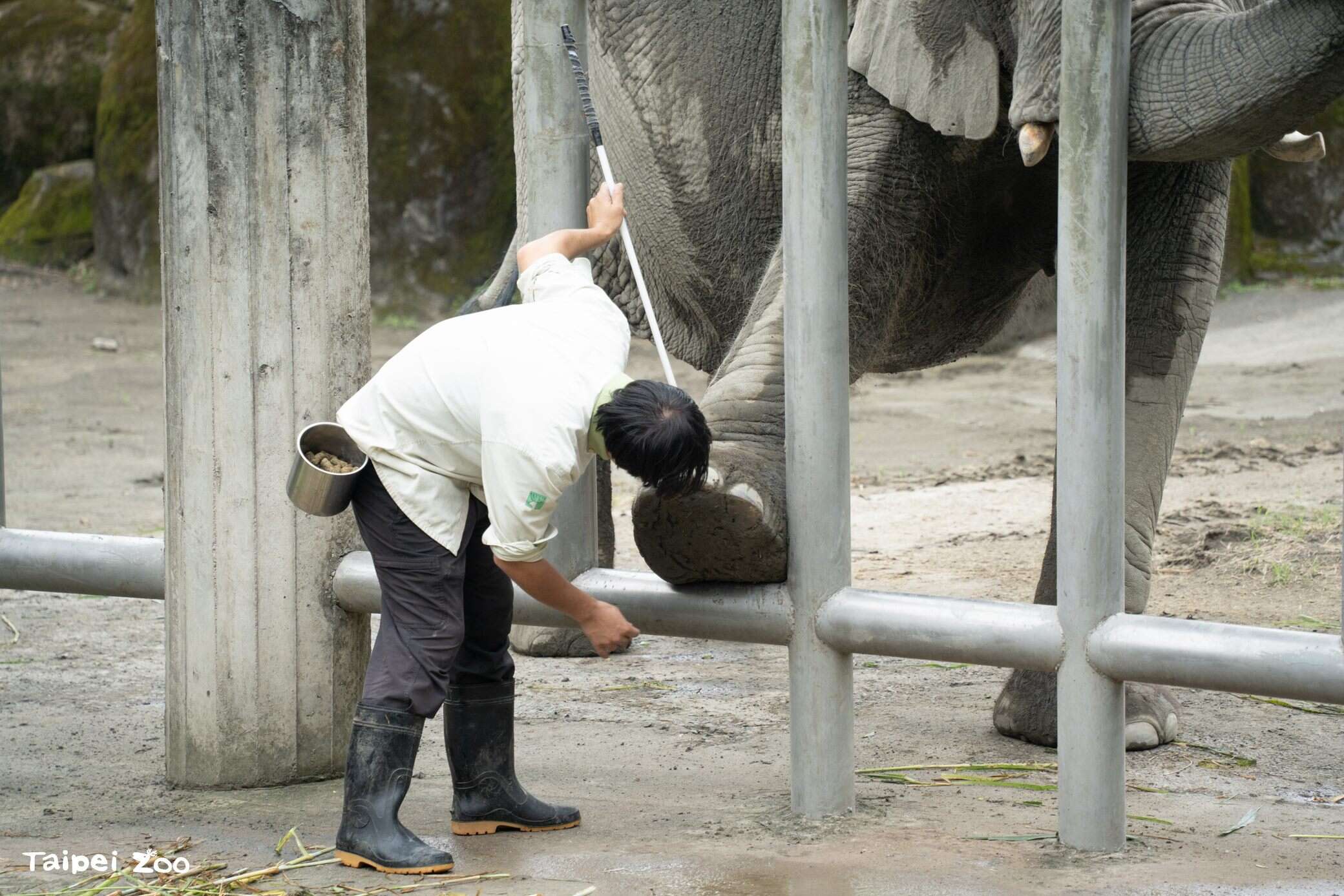 Elephants Go to School: Zookeeper Talks on Animal