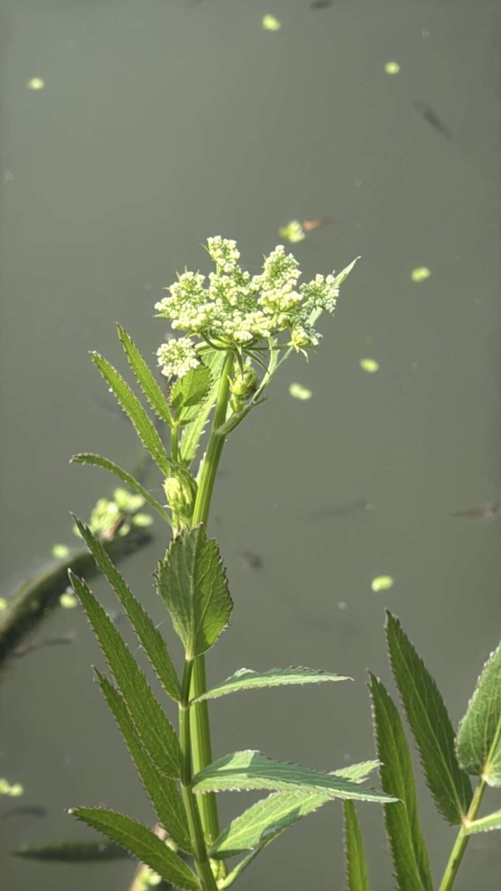 细叶零余子为濒危等级达「极危(CR)」之原生植物（图片来源：台北市政府工务局公园路灯工程管理处）